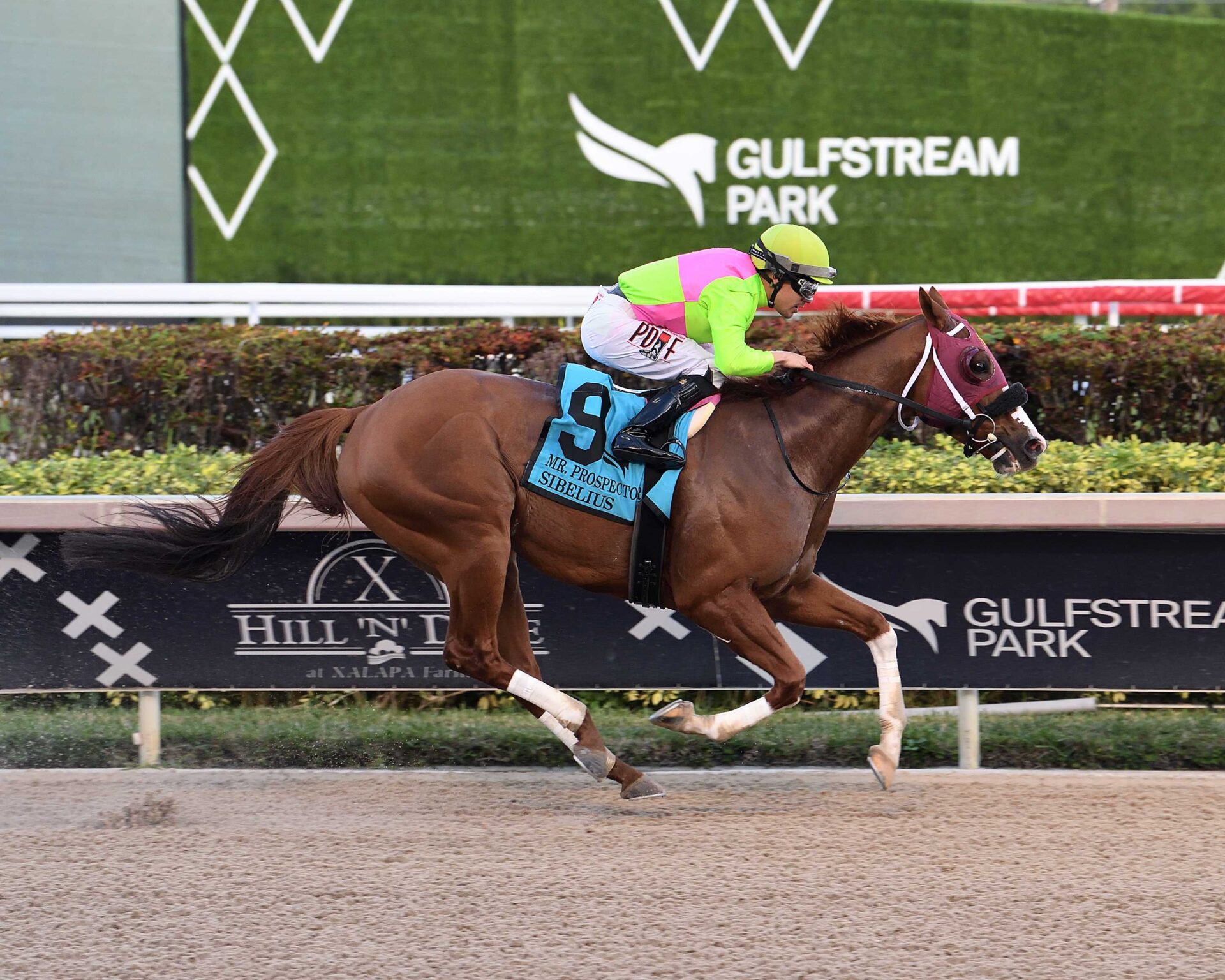 Sibelius, horse, Not This Time, Mr. Prospector Stakes, sábado, 23 de diciembre de 2023, Gulsftream Park. Foto: Coglianese Photo
