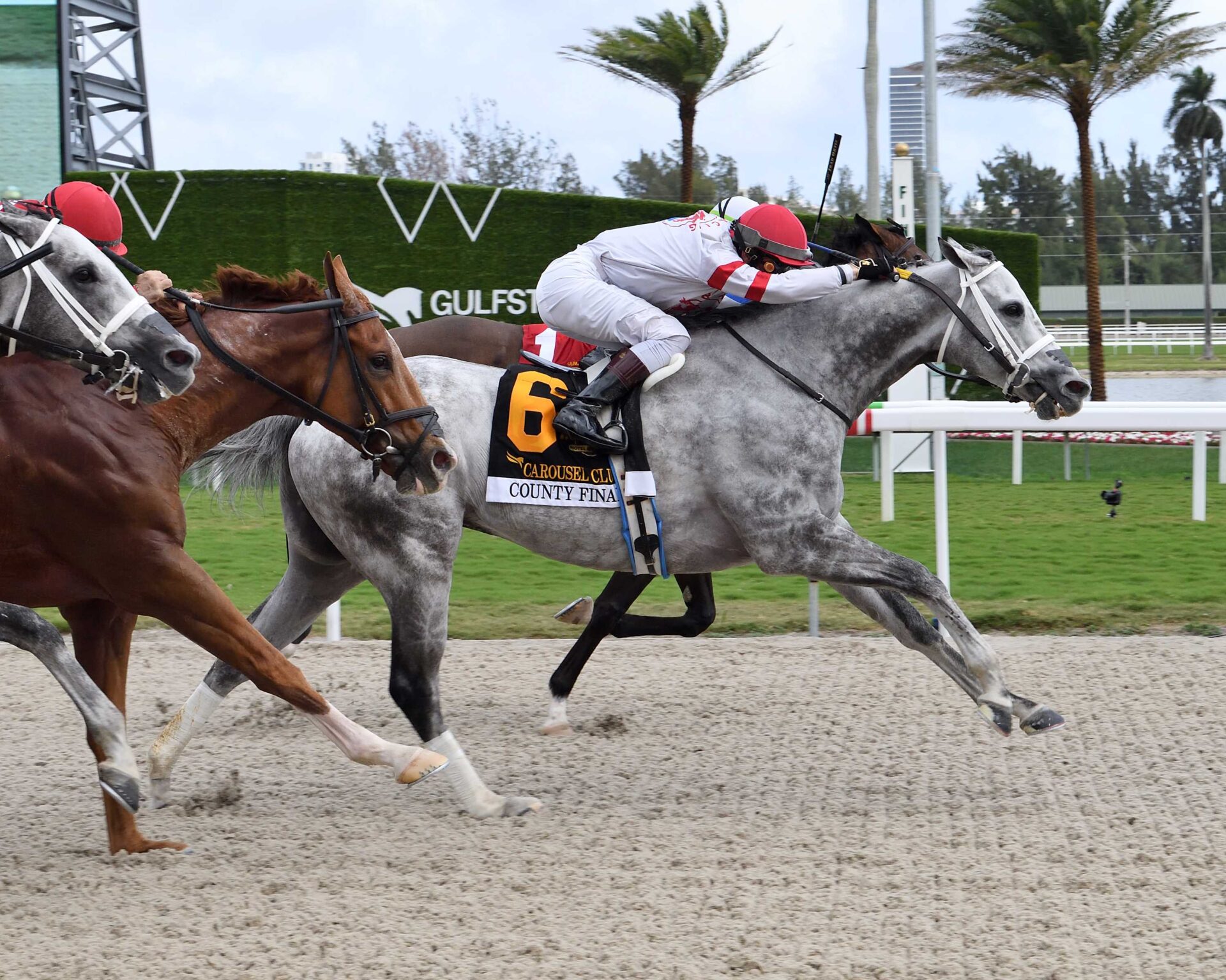 County Final, horse, Oxbow, hándicap, sábado, 27 de enero de 2024, Gulsftream Park. Foto: Coglianese Photo