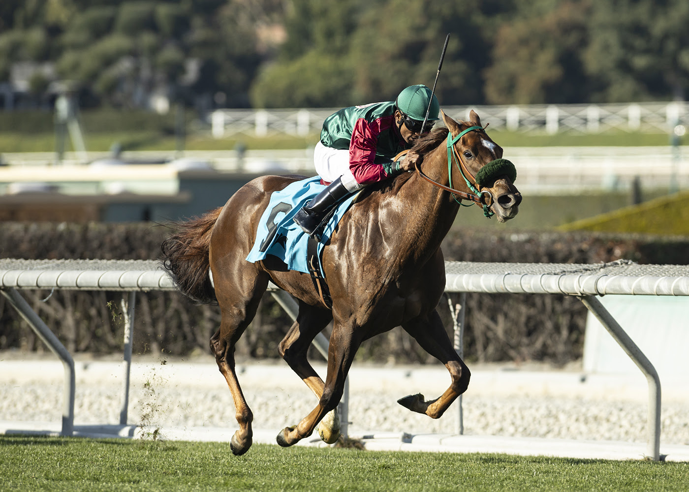 Grand Slam Smile, horse, Smiling Tiger, Leigh Ann Howard California Cup Oaks Stakes, sábado, 13 de enero de 2024, Santa Anita Park. Foto: Benoit Photo