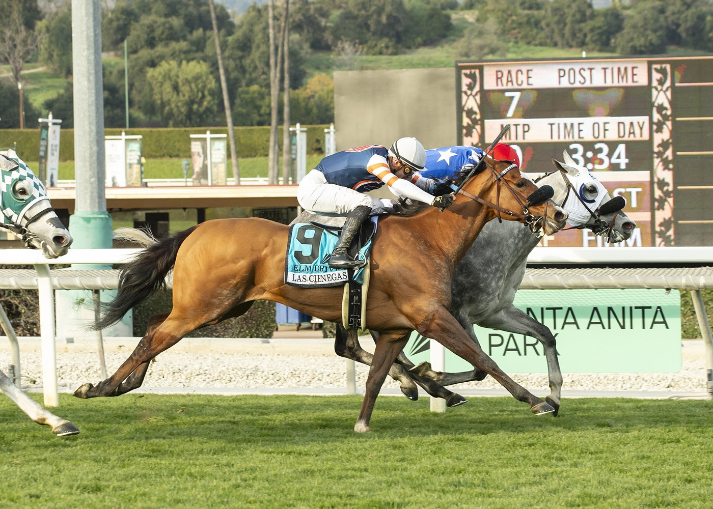Honey Pants, horse, Cairo Prince, Las Cienegas Stakes, domingo, 14 de enero de 2024, Santa Anita Park. Foto: Benoit Photo