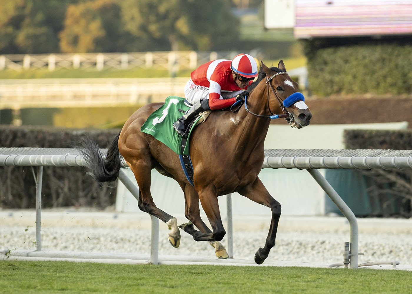 Kings River Knigh, horse, Acclamation, Unusual Heart Turf Classic Stakes, sábado, 13 de enero de 2024, Santa Anita Park. Foto: Benoit Photo