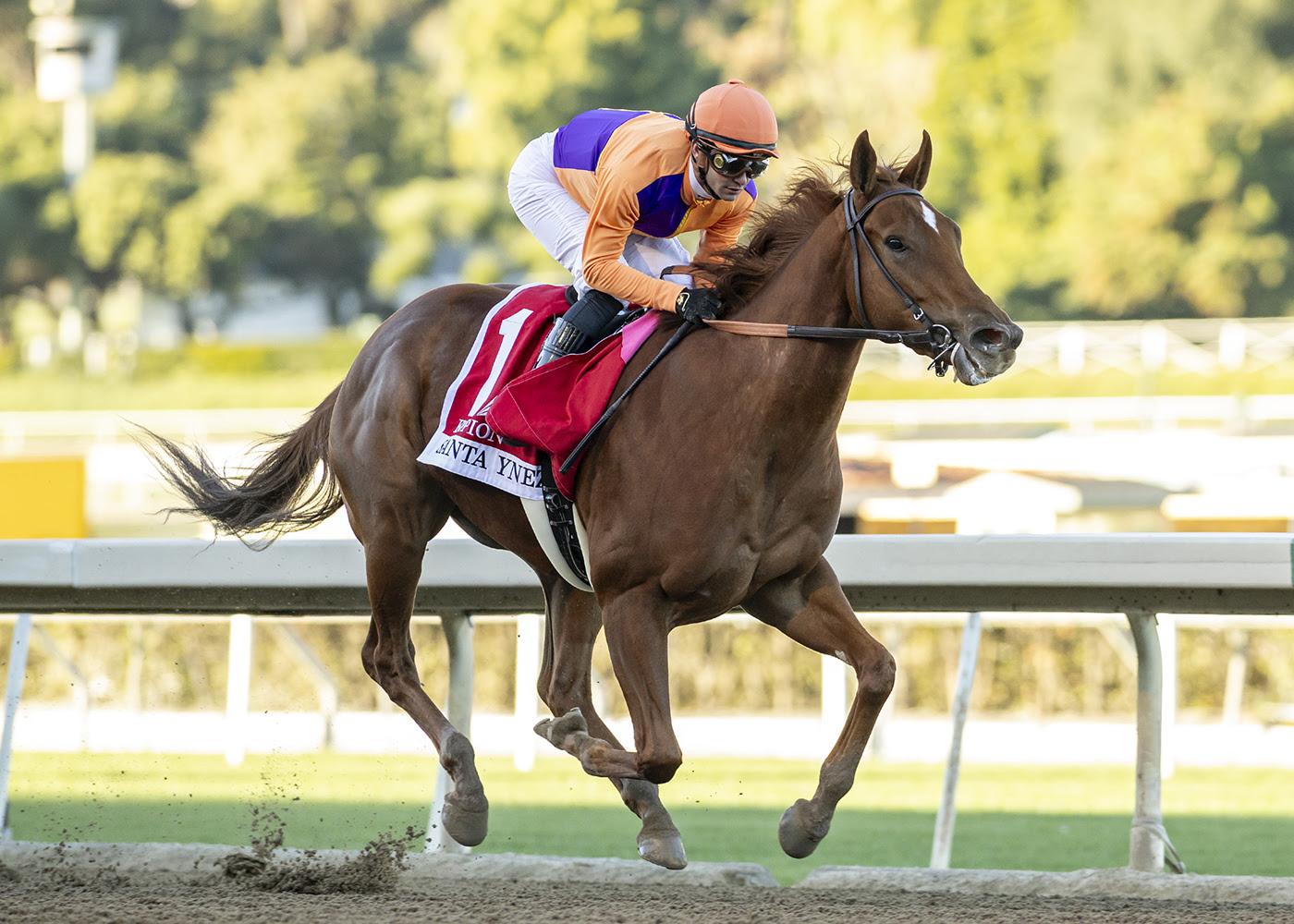 Kopion, Horses, Omaha Beach, Santa Ynez Stakes, domingo, 7 de enero de 2024, Santa Anita Park. Foto: Benoit Photo