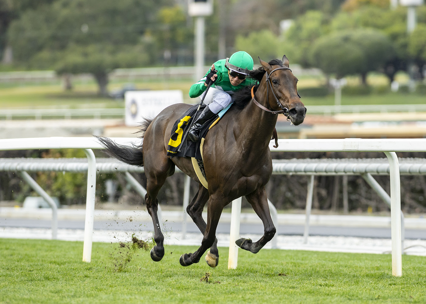 Linda´s Gift, Horses, Arrogate, Astra Stakes, domingo, 21 de enero de 2024, Santa Anita Park. Foto: Benoit Photo