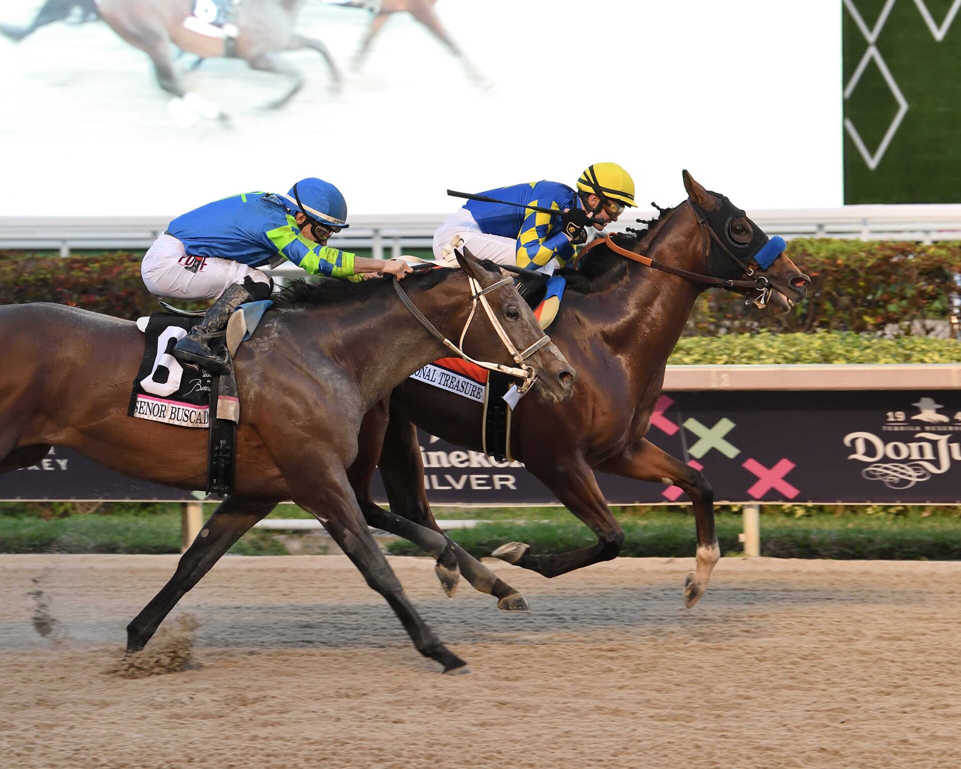 National Treasure, horse, Quality Road, Pegasus World Cup, sábado, 27 de enero de 2024, Gulfstream Park. Foto: Coglaniese Photo