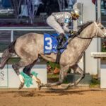 Saudi Crown, horses, Always Dreaming, Louisiana Stakes, sábado, 20 de enero de 2024, Fair Grounds. Foto: Hodges Photography