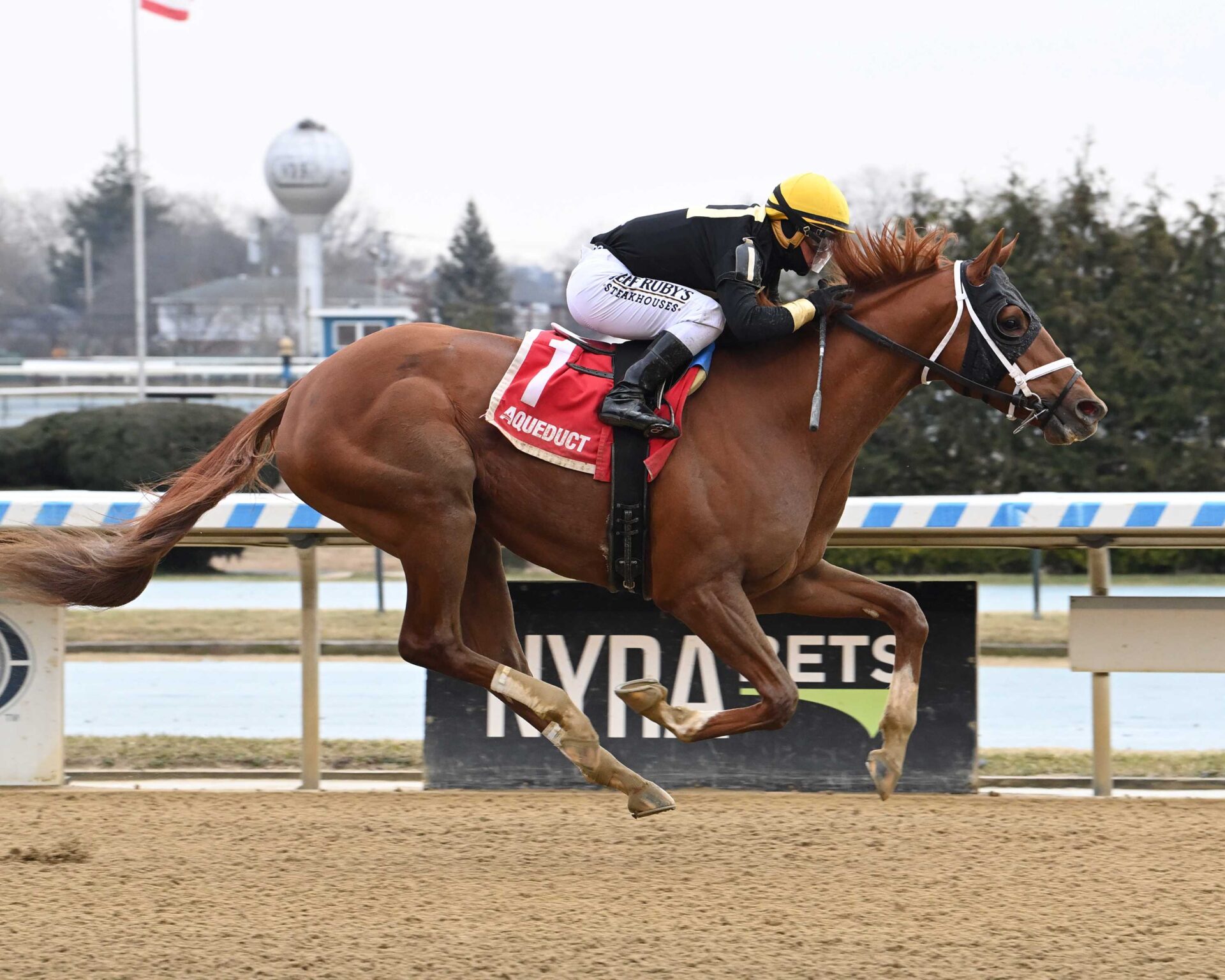 Drum Roll Please, horse, Hard Spun, Jerome Stakes, sábado, 6 de enero de 2024, Aqueduct. Foto: Coglaniese Photo & Susie Raisher