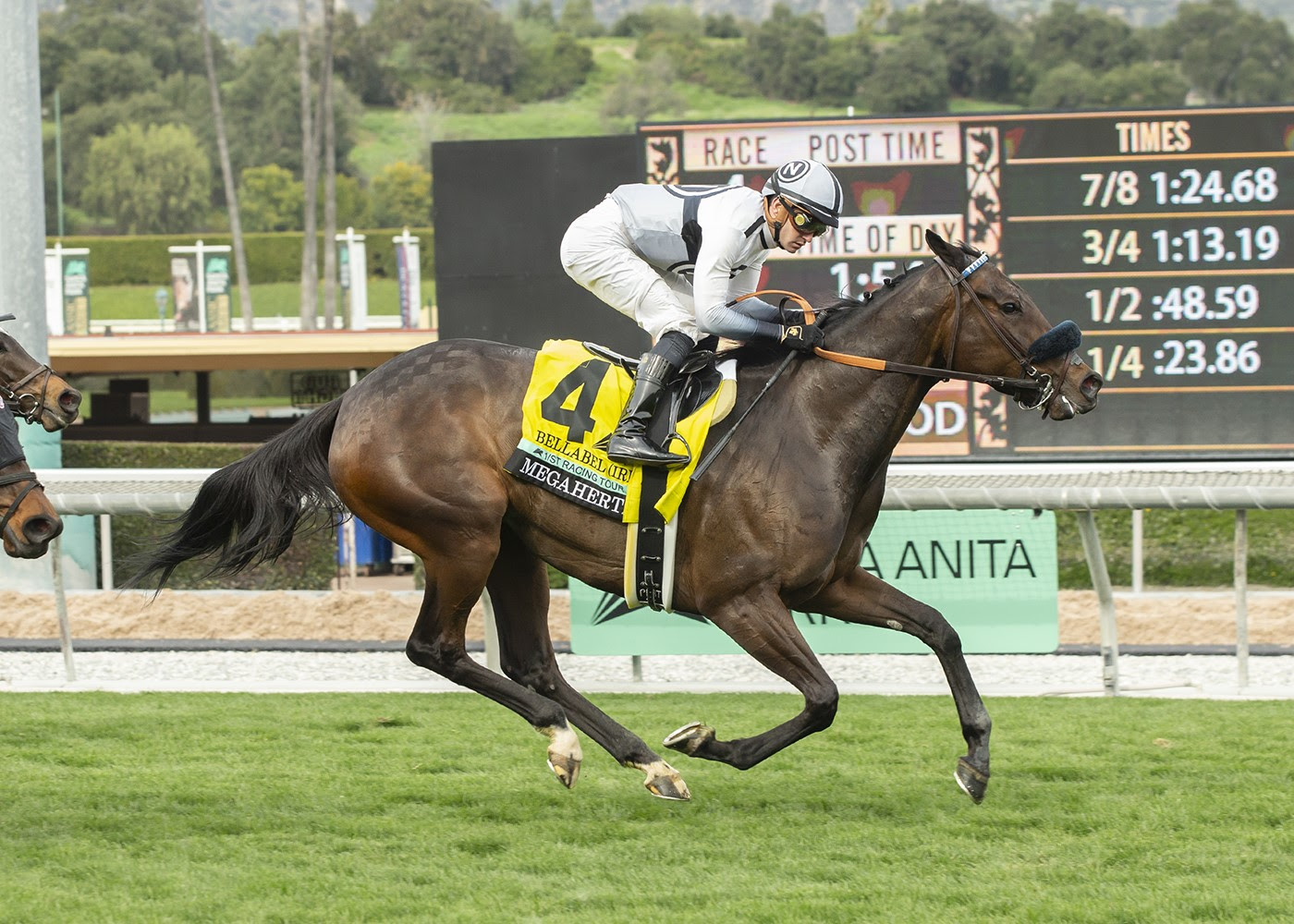Bellabel, Horses, Belardo, Megahertz Stakes, sábado, 3 de febrero de 2024, Santa Anita Park. Foto: Benoit Photo