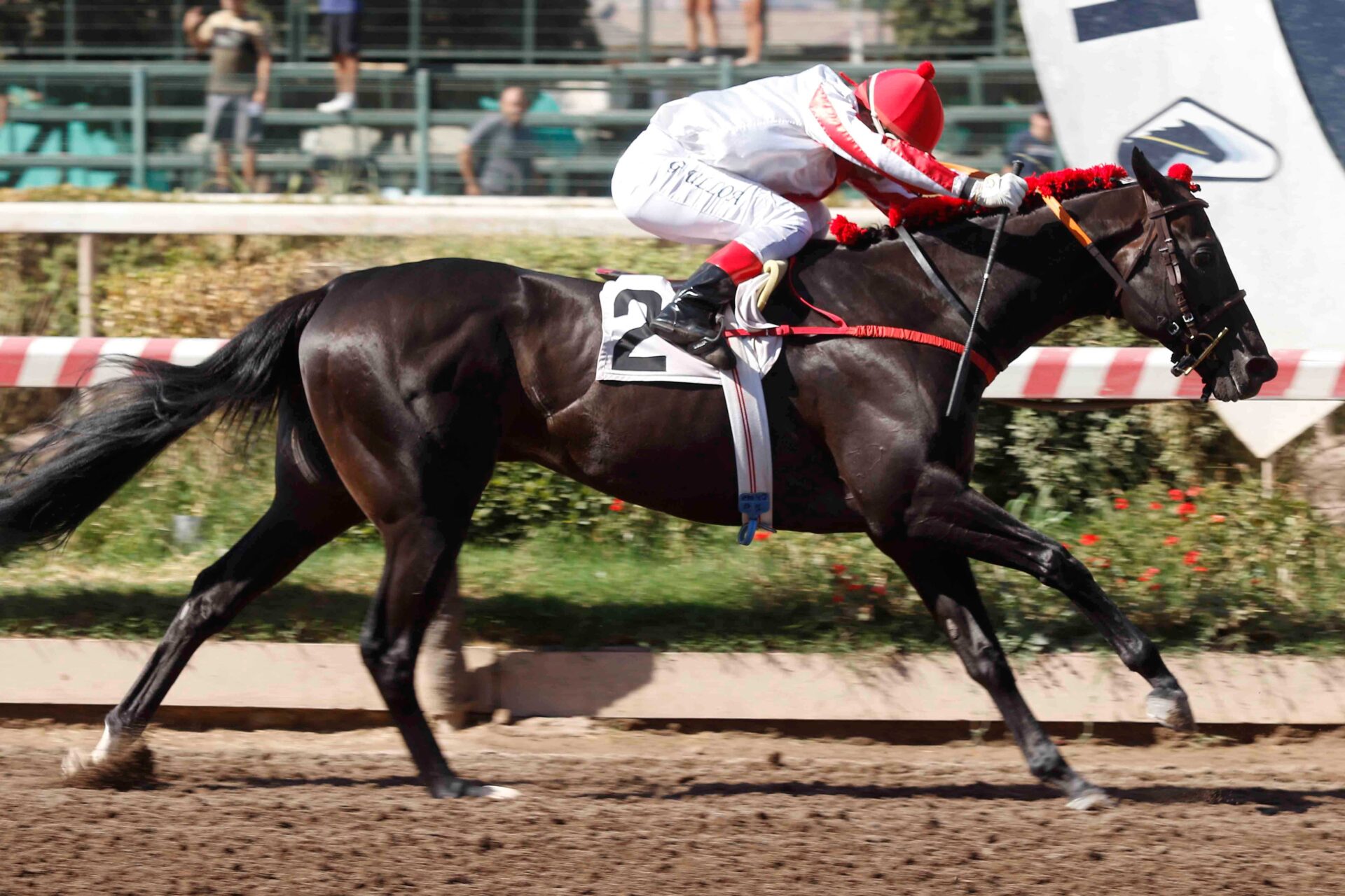 Black Knight, horse, Constitution, Clásico Cremcaramel, sábado, 3 de febrero de 2024, Hipódromo Chile. Foto: Jaime Cortés