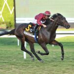 First World War, horse, Skyfall Thoroughbreds, Kitte´s Joy Stakes, sábado, 3 de febrero de 2024, Gulsftream Park. Foto: Coglianese Photo