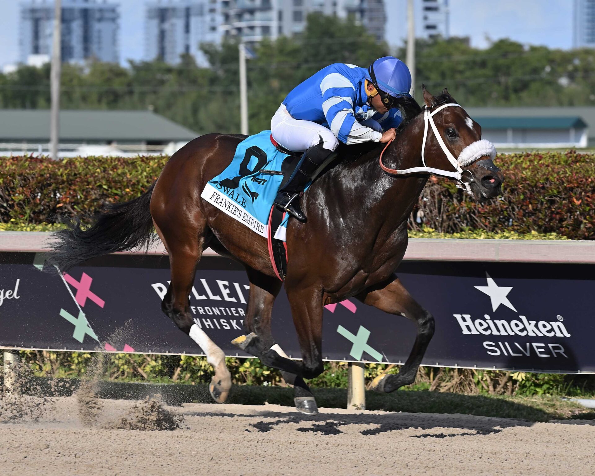 Frankie´s Empire, horse, Classic Empire, Swale Stakes listado, sábado, 3 de febrero de 2024, Gulsftream Park. Foto: Coglianese Photo
