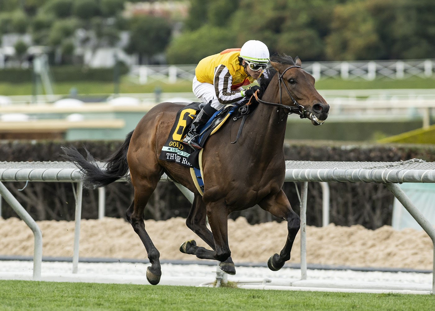 Goliad, Horses, War Front, Thunder Road Stakes, sábado, 3 de febrero de 2024, Santa Anita Park. Foto: Benoit Photo
