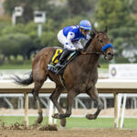 Nysos, horse, Nyquist, Robert B. Lewis, sábado, 3 de febrero de 2024, Santa Anita Park. Foto: Benoit Photo