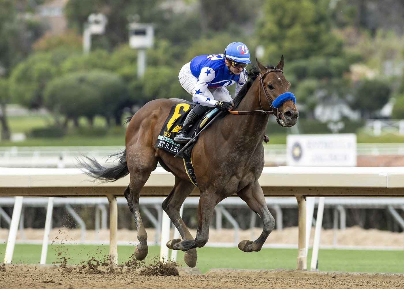 Nysos, horse, Nyquist, Robert B. Lewis, sábado, 3 de febrero de 2024, Santa Anita Park. Foto: Benoit Photo