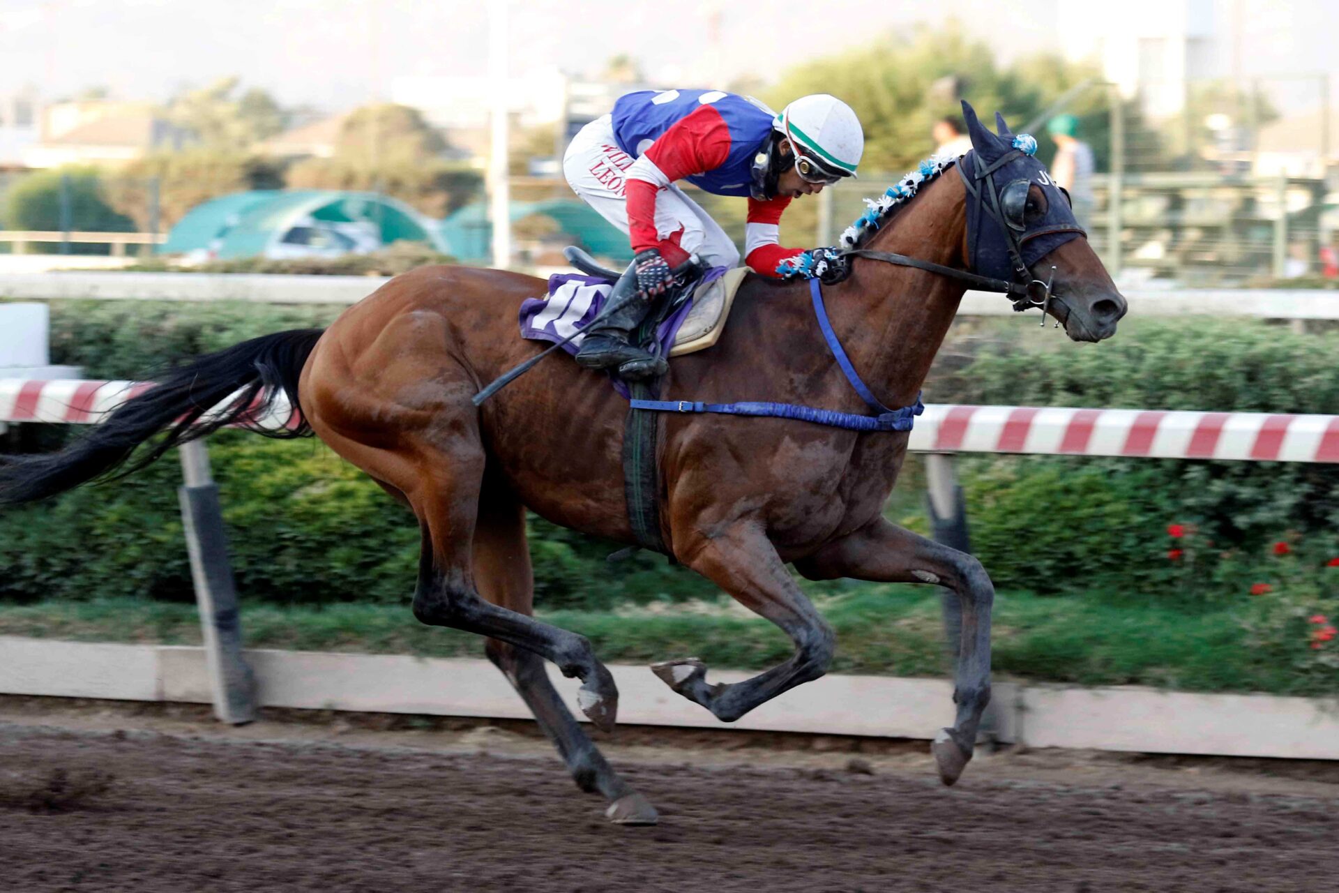 Ya Llegué, horse, Haras Porta Pía, Clásico Orégano, jueves, 1 de febrero de 2024, Hipódromo Chile. Foto: Jaime Cortés