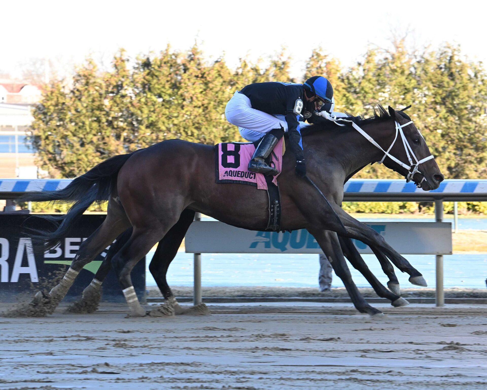 Uncle Heavy, horse, Social Inclusion, Withers Stakes, sábado, 3 de febrero de 2024, Aqueduct. Foto: Coglaniese Photo & Susie Raisher
