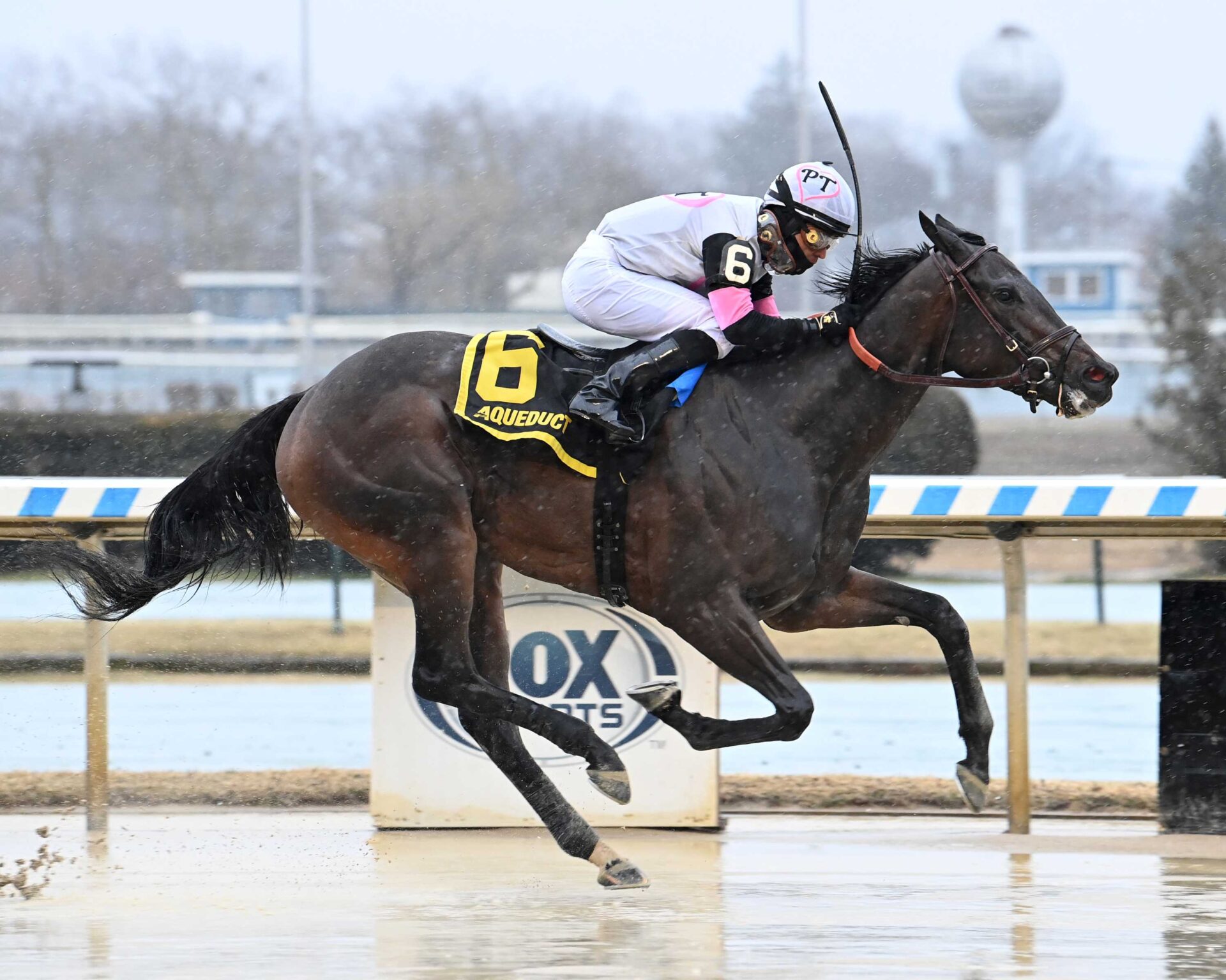 Jody´s Pride, horse, American Pharoah, Busher Stakes Listado, sábado, 2 de marzo de 2024, Aqueduct. Foto: Coglaniese Photo & Susie Raisher