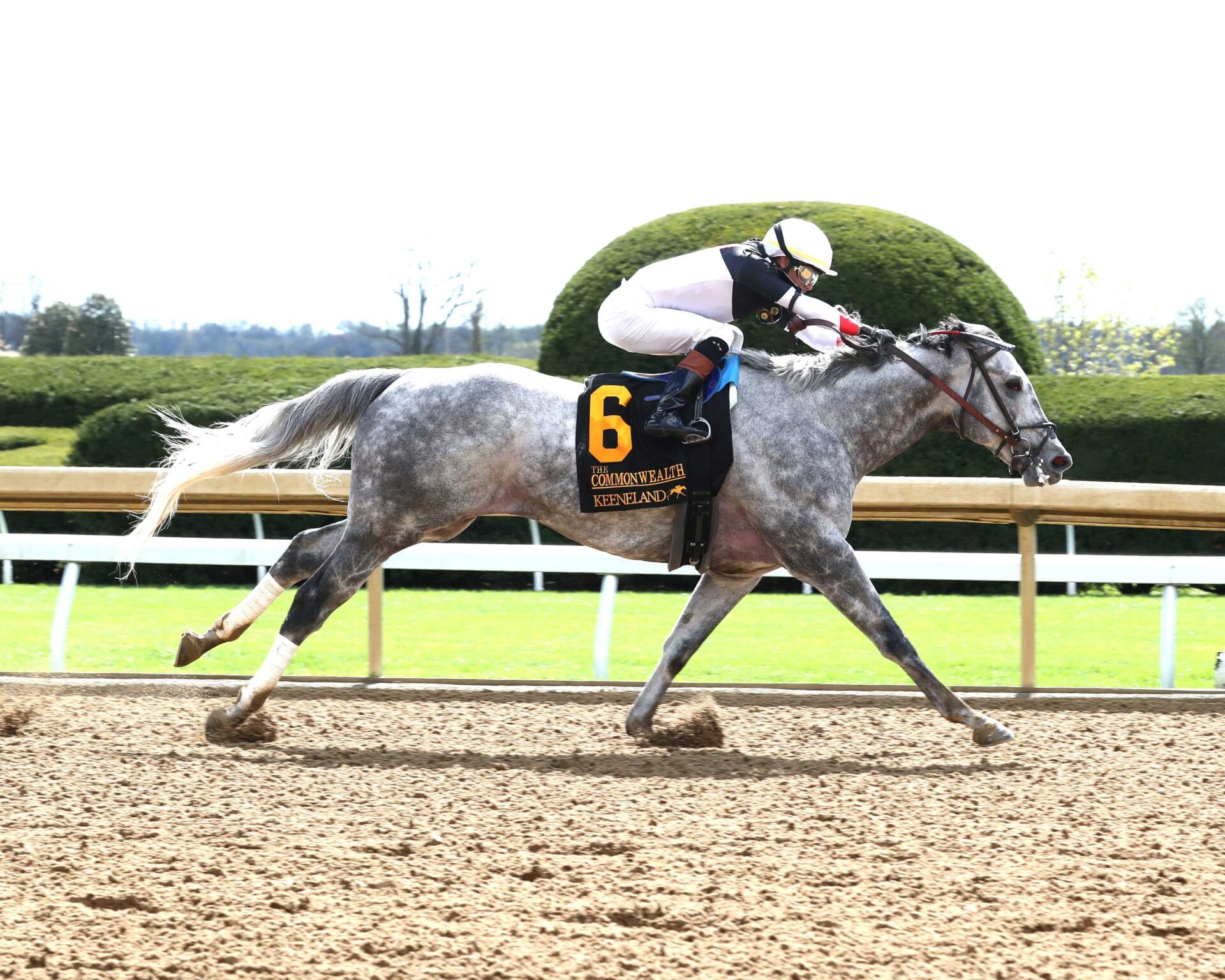 Bo Cruz, horse, Creative Casuse, Commonwealth Stakes, sábado, 6 de abril de 2024, Keeneland. Foto: Coady Photo
