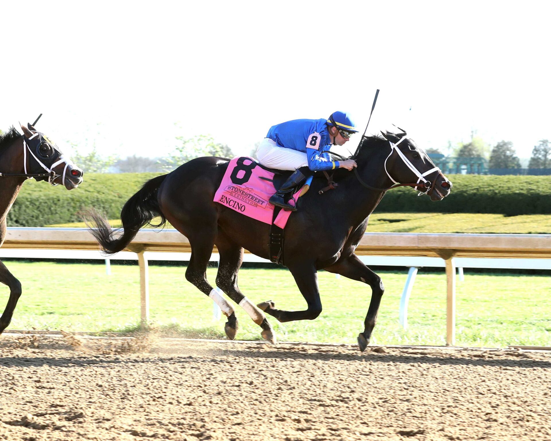 Encino, horse, Godolphin, Stonestreet Lexington Stakes, sábado, 13 de abril de 2024, Keeneland. Foto: Coady Photo