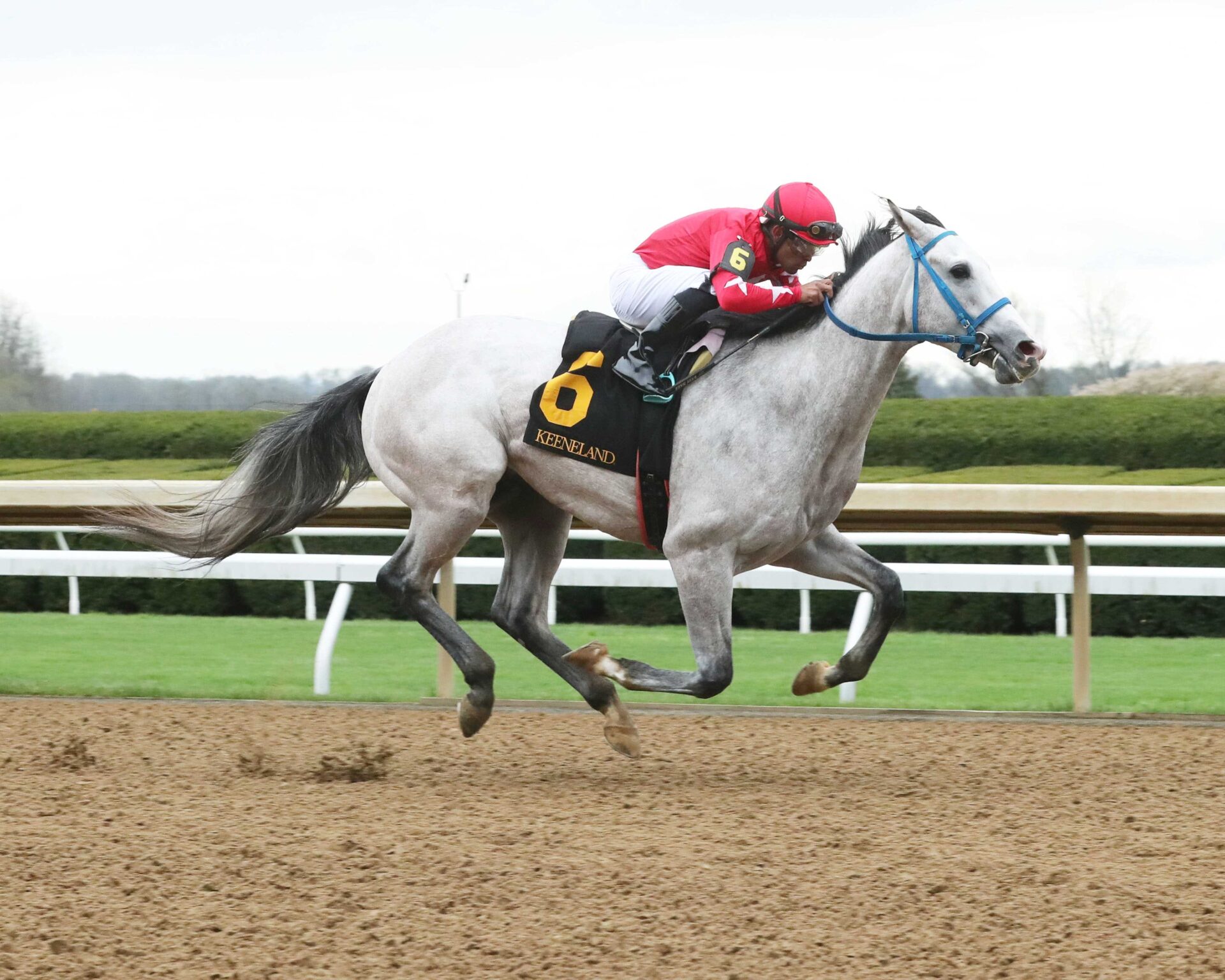 Glengarry, horse, Maximus Mischief, Lafayette Stakes, viernes, 5 de abril de 2024, Keeneland. Foto: Coady Photo