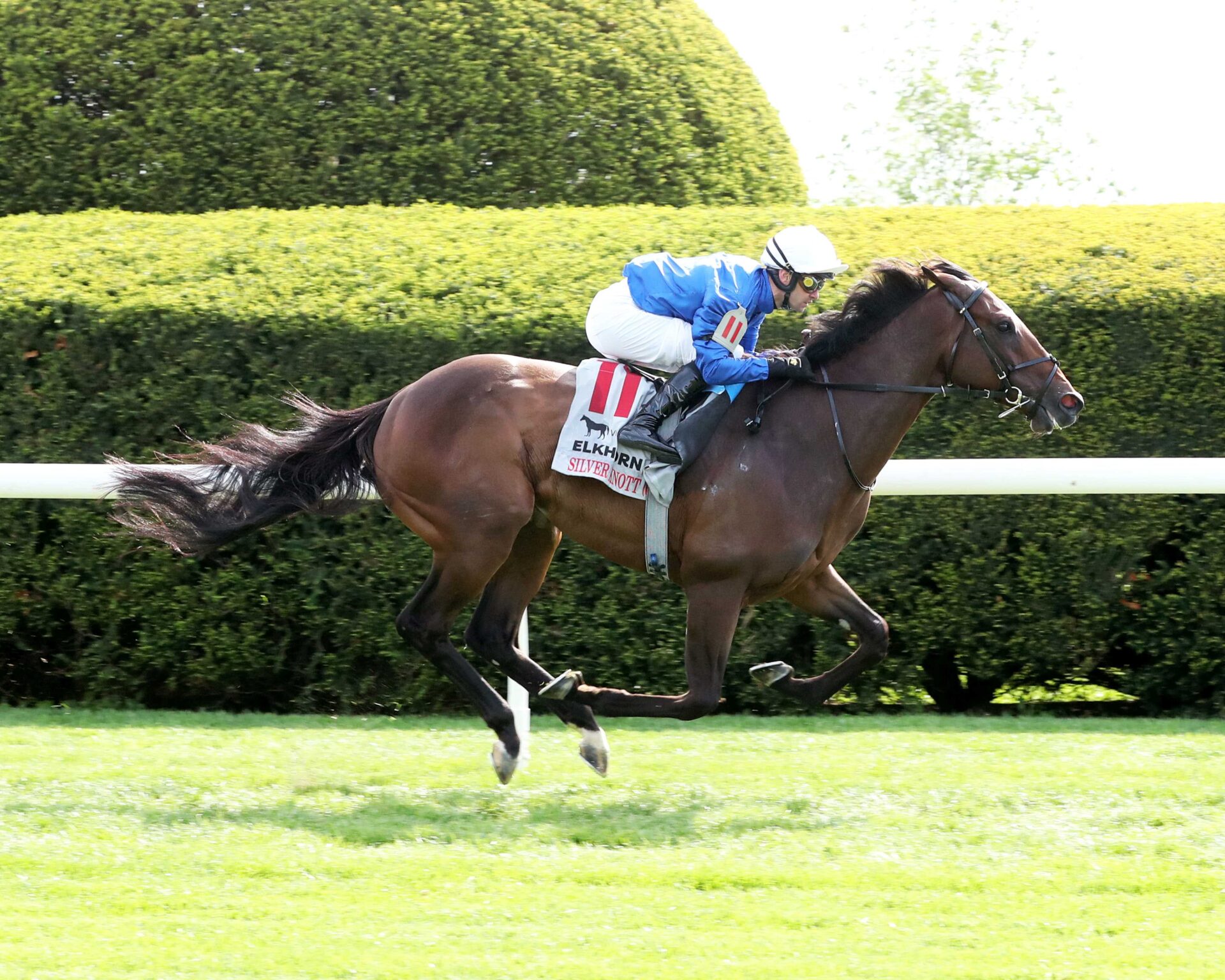 Silver Knott, horse, Godolphin, VisitLEX Elkhorn Stakes, sábado, 20 de abril de 2024, Keeneland. Foto: Coady Photography