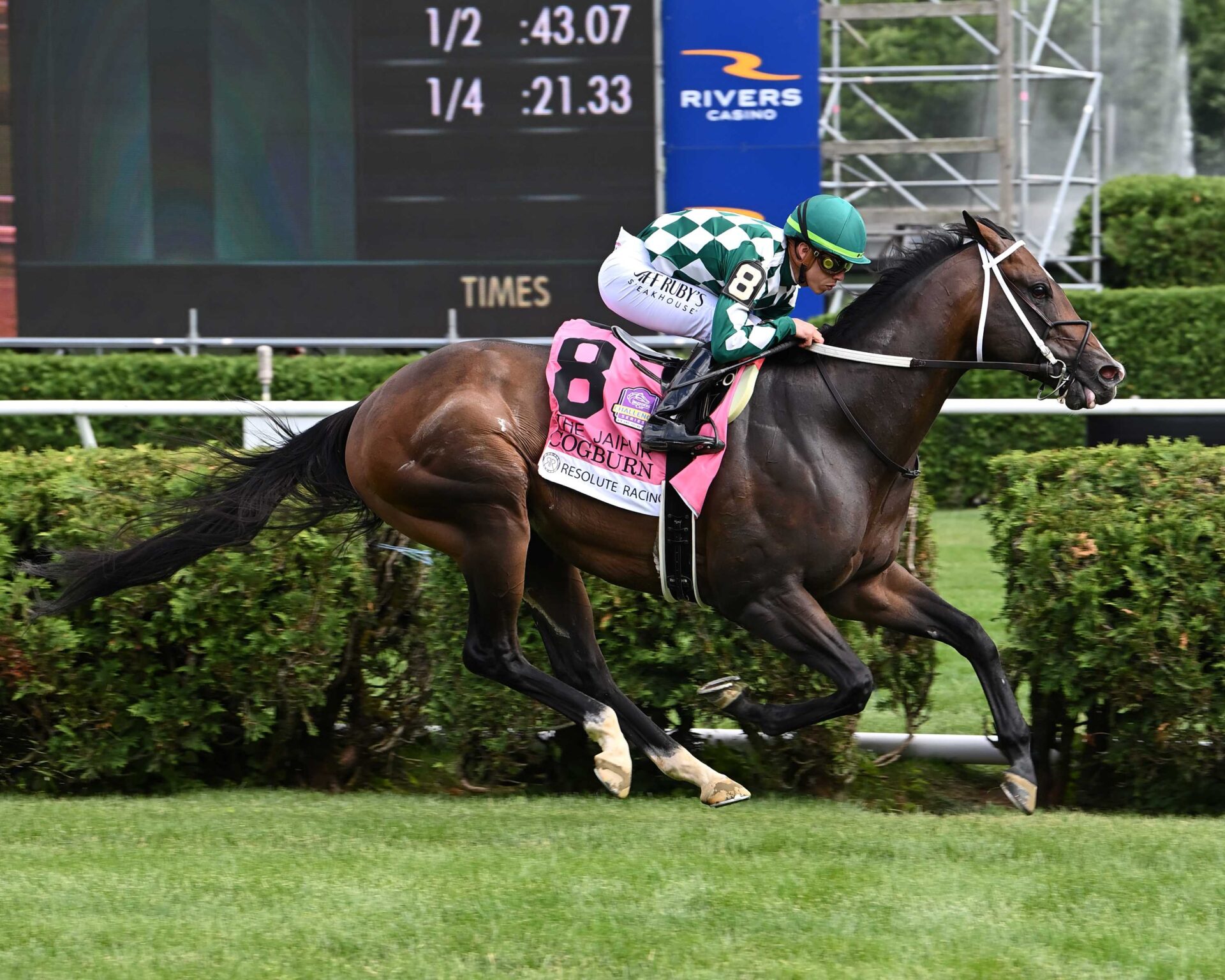 Cogburn, horses, Bellary Bloodstock, Jaipur Stakes, sábado, 8 de junio de 2024, Saratoga. Foto: Coglianese Photo & Susie Raisher