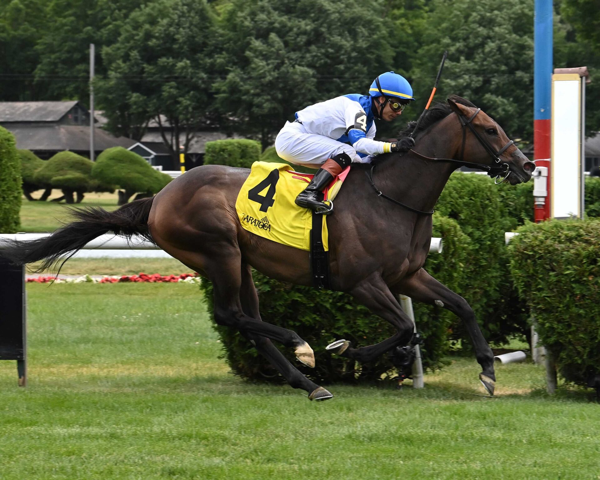 Ice Chocolat, Goldikovic, Poker Stakes, sábado, 8 de junio de 2024, Gulsftream Park. Foto: Coglianese Photo & Susie Rasiher