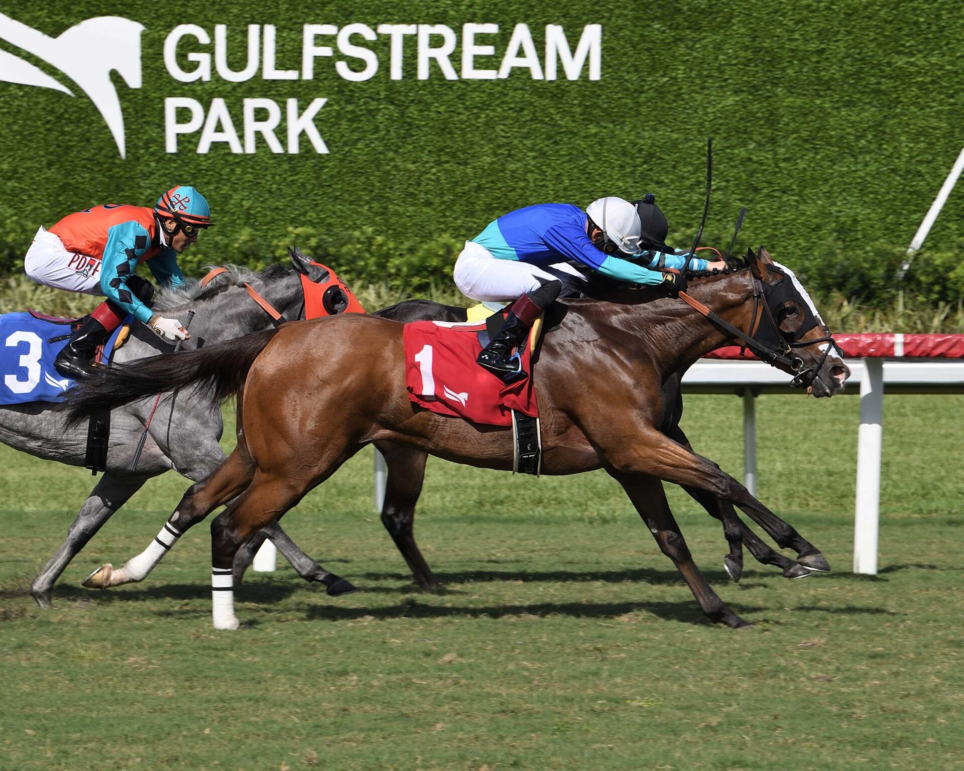 Ornela, horse, Haras Matriarca, Allowance Opcional Claiming, 14 de julio de 2024, Gulfstream Park. Foto: Coglianese Photo & Lauren King