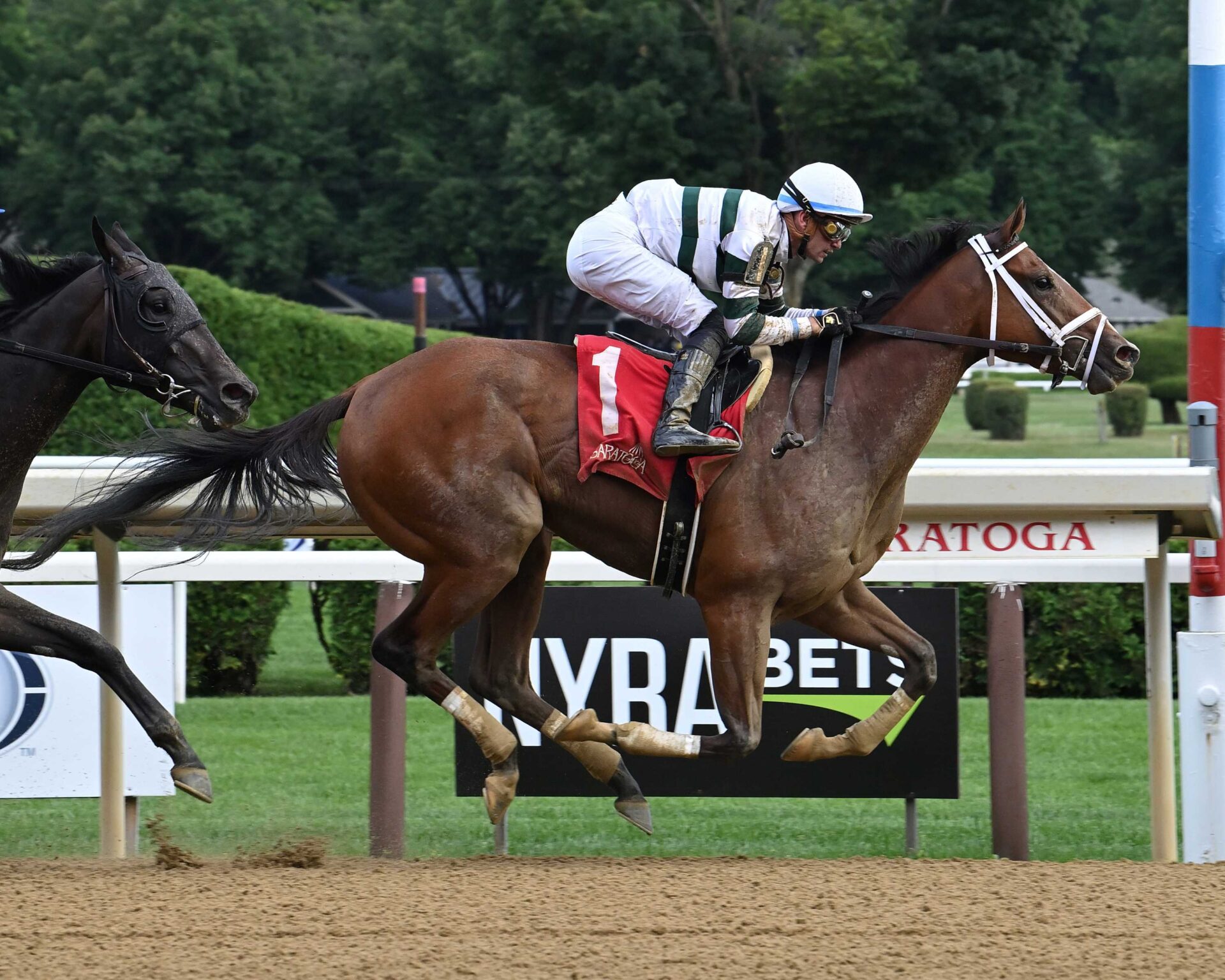 Miss Justify, horse, Justify, Wilton Stakes, viernes, 12 de julio de 2024, Saratoga. Foto: Coglaniese Photo & Susie Raisher