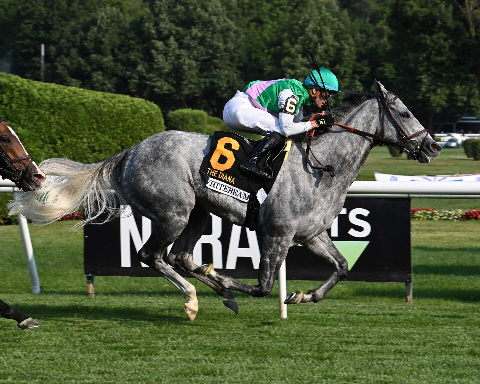 Whitebeam, horse, Caravaggio, Diana Stakes, sábado, 13 de julio de 2024, Saratoga. Foto: Coglaniese Photo & Susie Raisher