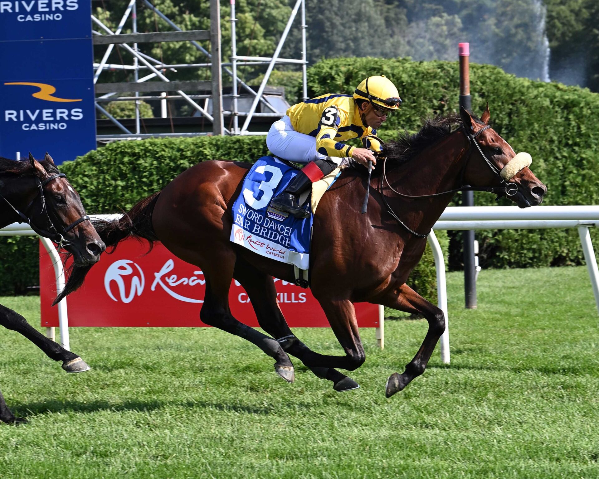 Far Bridge, horse, Calumet Farm, Dancer Stakes, sábado, 24 de agosto de 2024, Saratoga. Foto: Coglaniese Photo