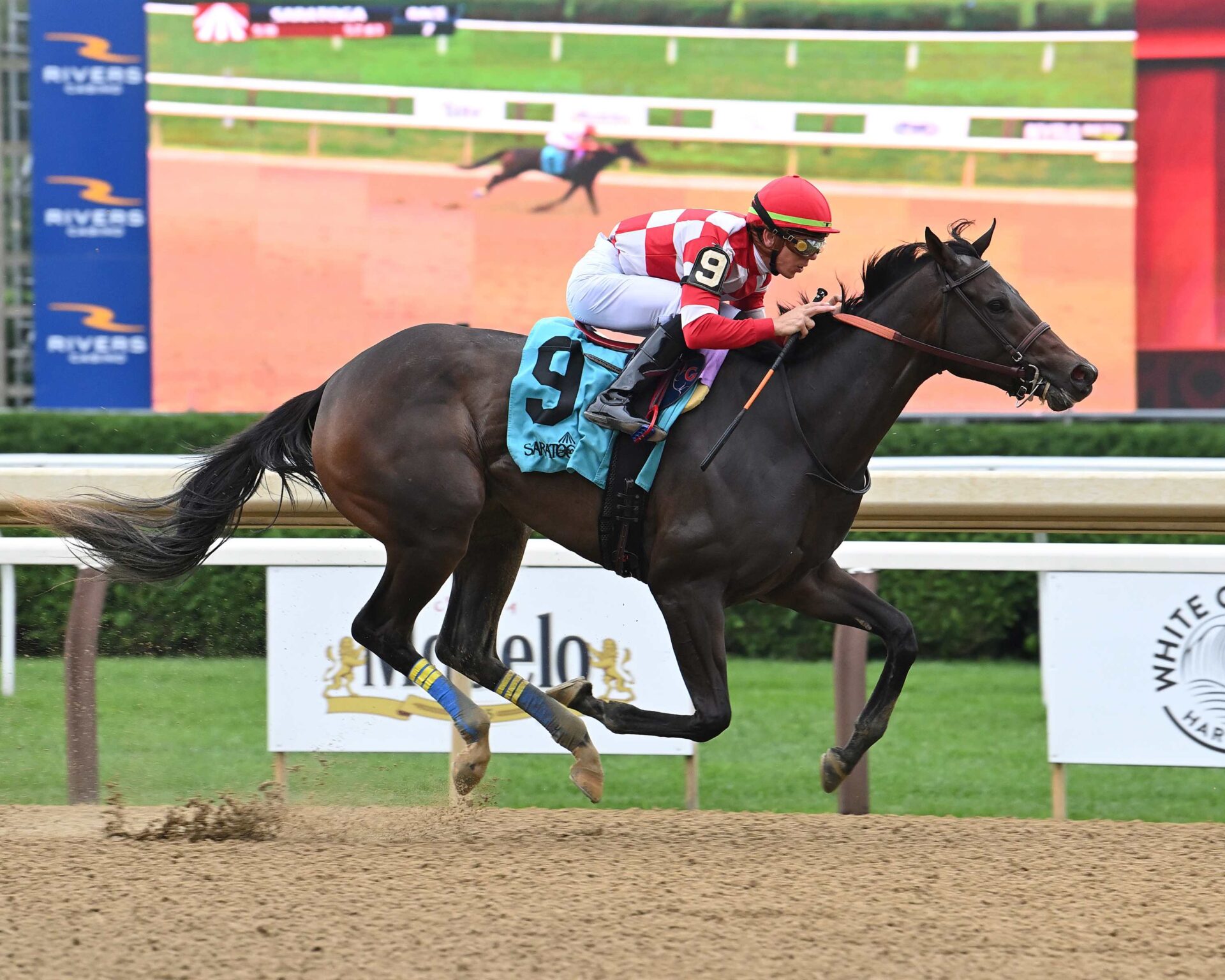 Kimchi Cat, horse, Twirling Candy, Bolton Landing Stakes, domingo, 18 de agosto de 2024, Saratoga. Foto: Coglaniese Photo & Susie Raisher