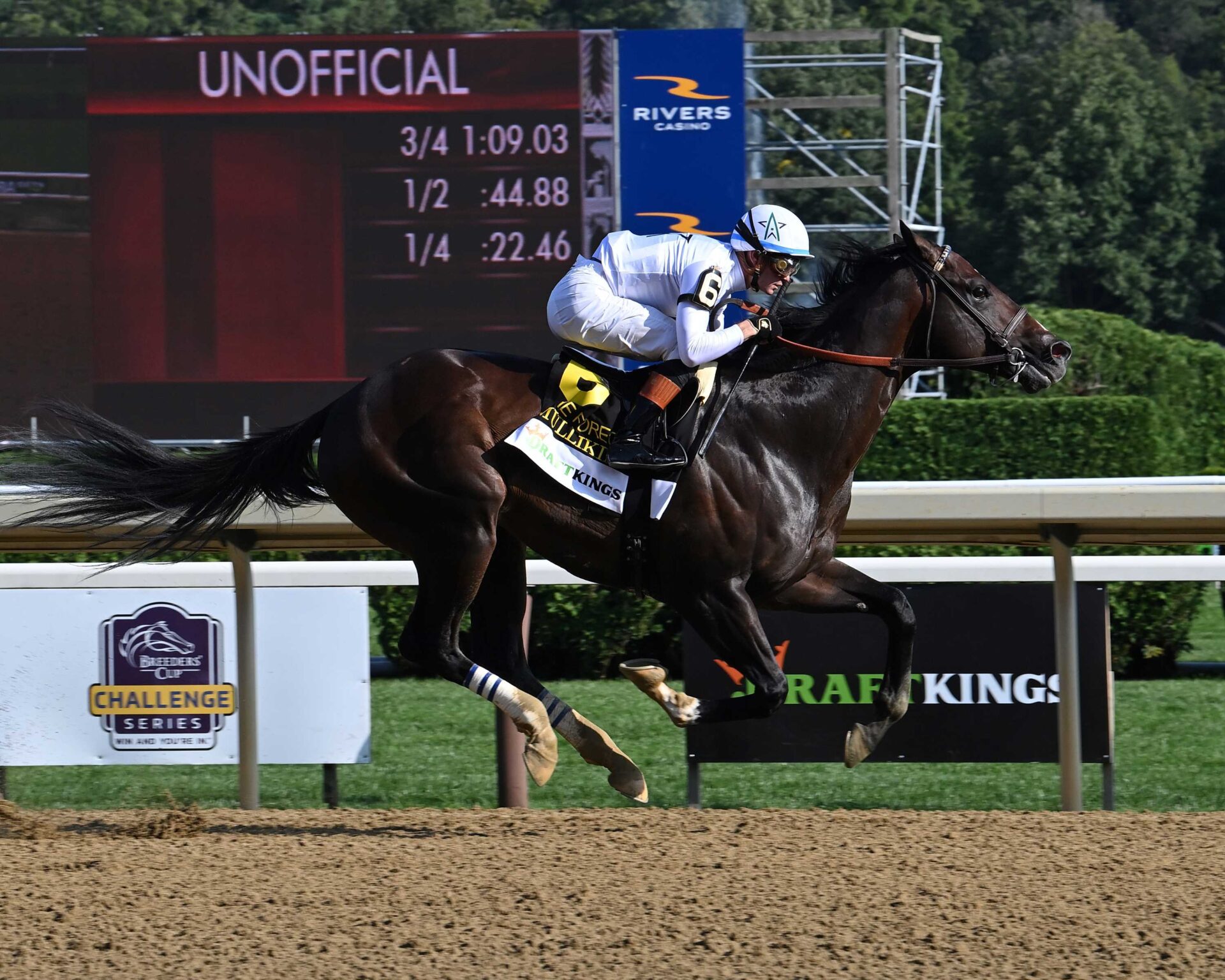 Mullikin, horse, Violence, Forego Stakes, sábado, 24 de agosto de 2024, Saratoga. Foto: Coglaniese Photo & Susie Raisher