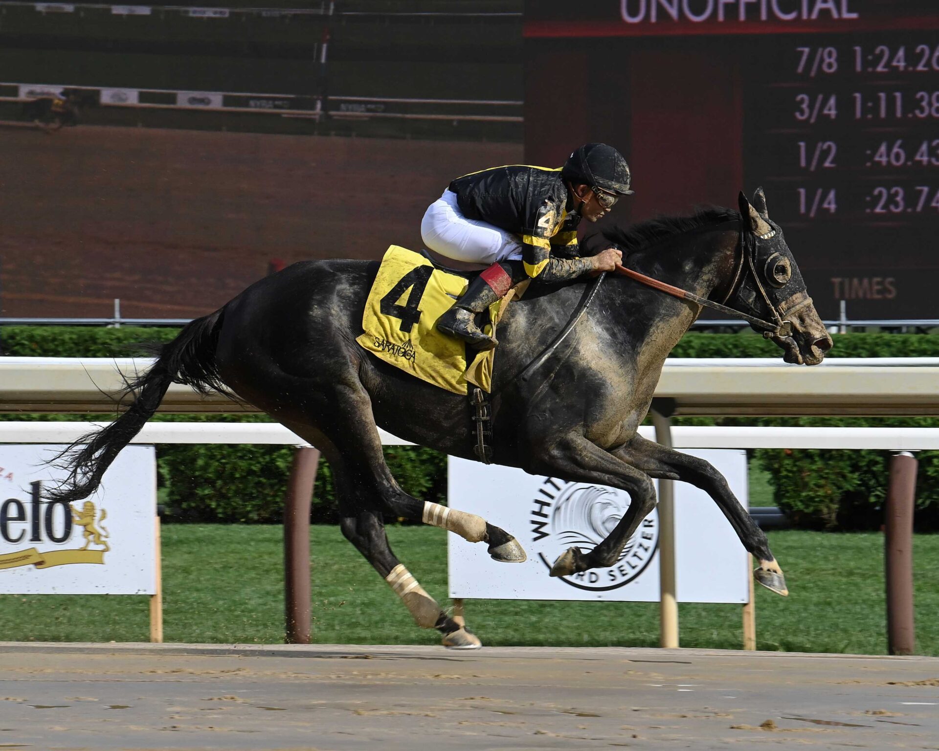 Poca Mucha, horse, Brownwood Farm, De La Rosa Stakes, miércoles, 31 de julio de 2024, Saratoga. Foto: Coglaniese Photo & Susie Raisher
