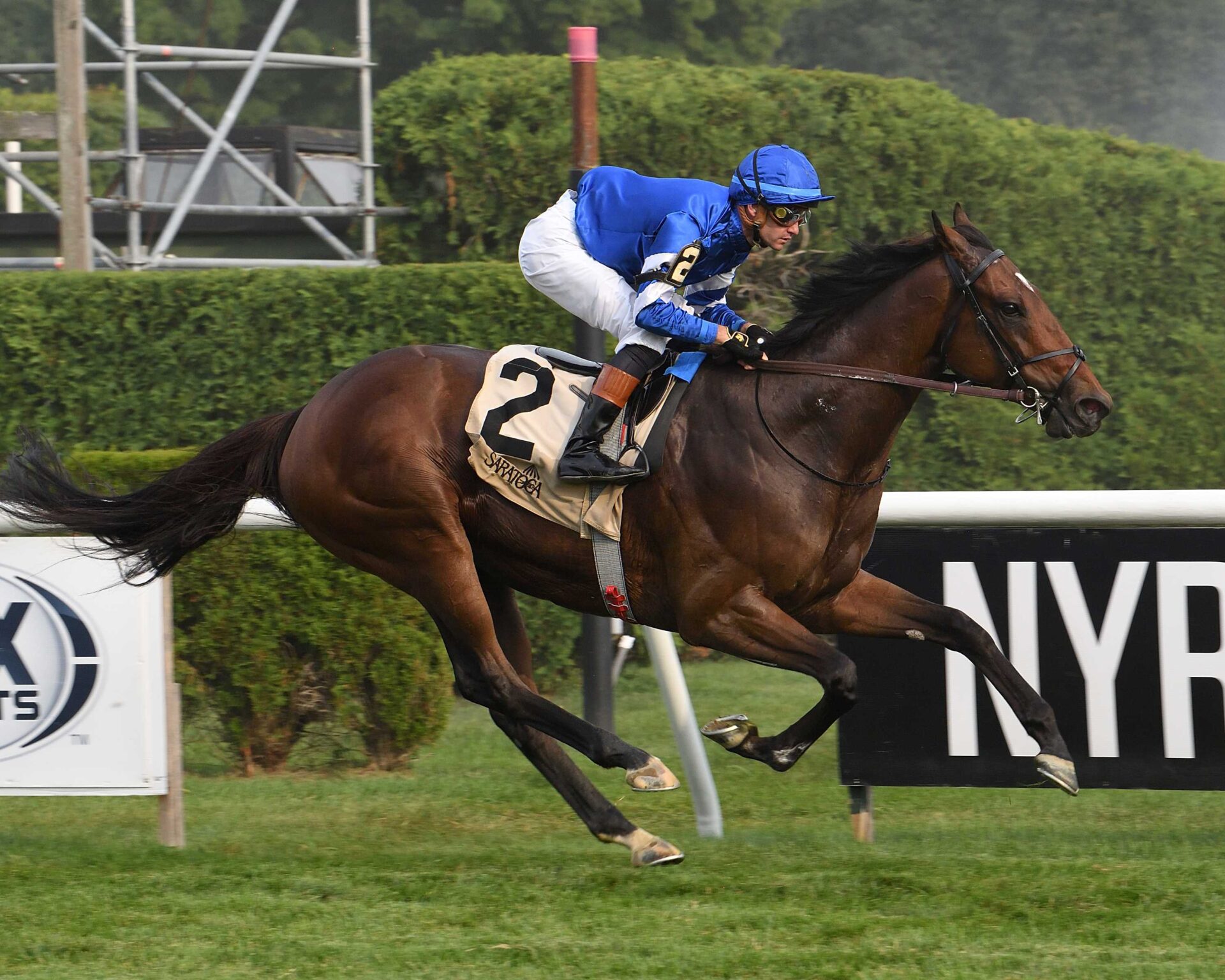 Silver Knott, horse, Godolphin, Bowling Green Stakes, domingo, 28 de julio de 2024, Saratoga. Foto: Coglaniese Photo & Susie Raisher