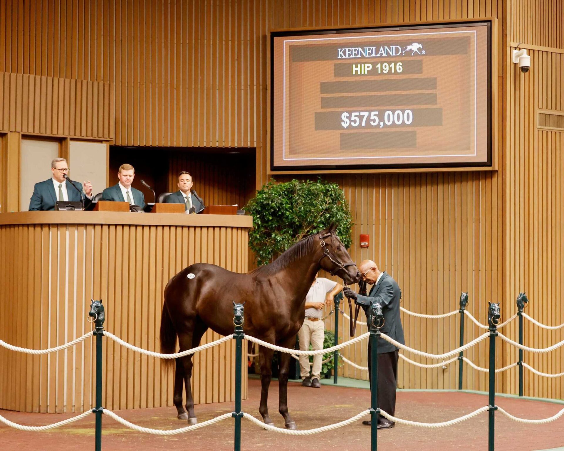 Potro, 1916, Maxfield en Bible Belt por Pulpit, sesión 6, Keeneland Sales, domingo, 15 de septiembre de 2024, Keeneland. Foto: Keeneland