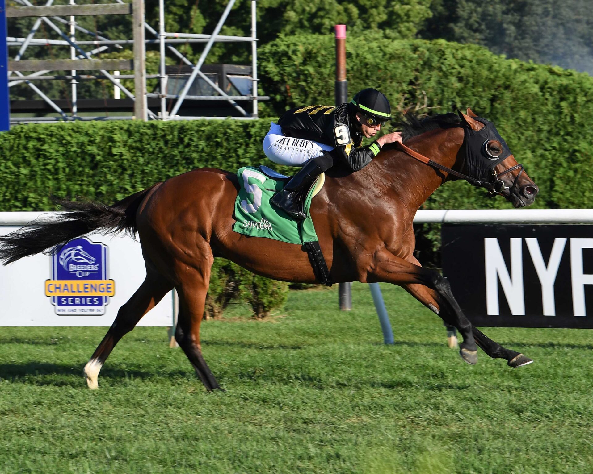 Running Bee, horses, Calumet Farm, Bernard Baruch Hándicap, domingo, 1 de septiembre de 2024, Saratoga. Foto: Coglaniese Photo & Susie Raisher