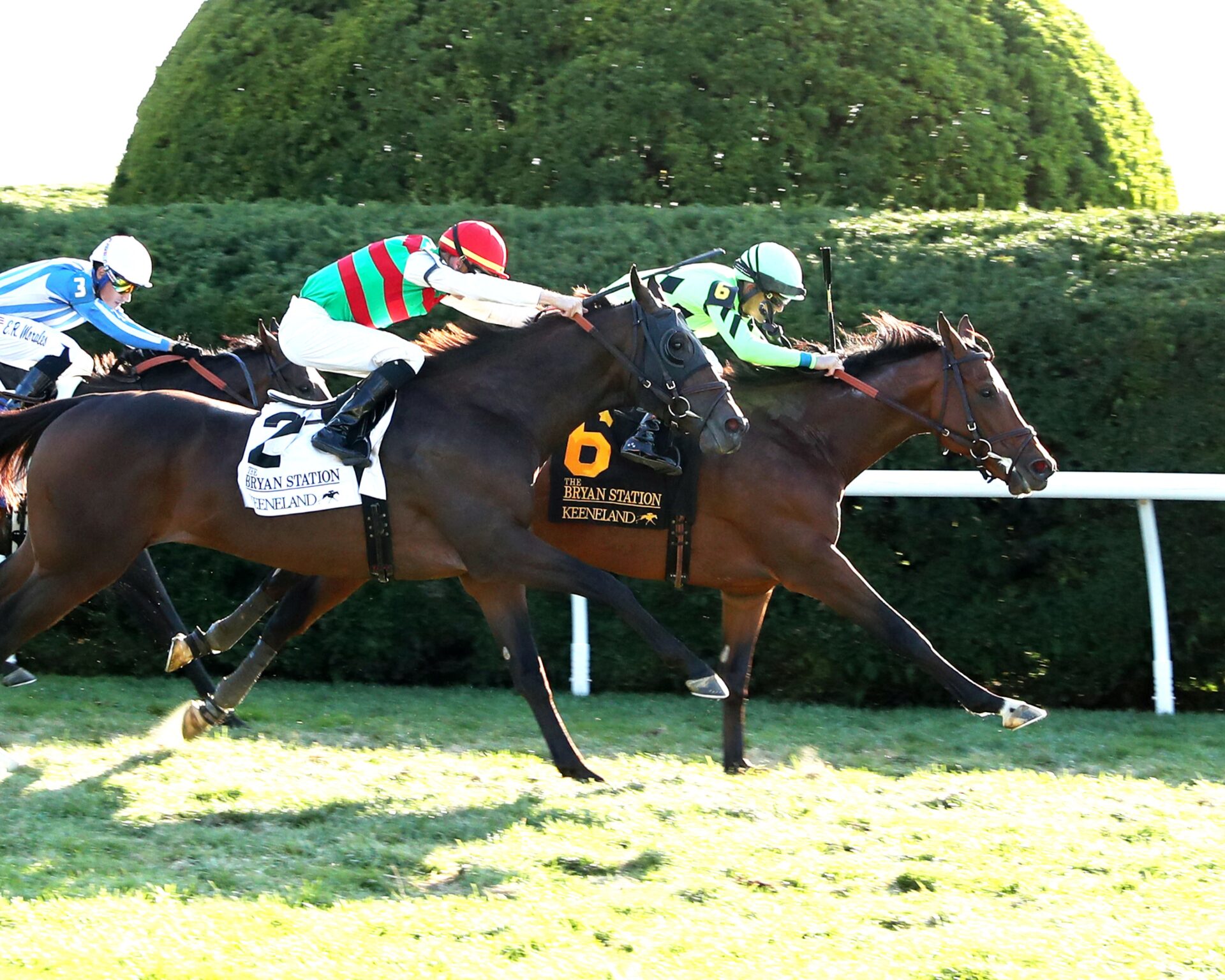 Brilliant Berti, horse, Noble Mission, Bryan Station Stakes, sábado, 26 de octubre de 2024, Keeneland. Foto: Coady Media