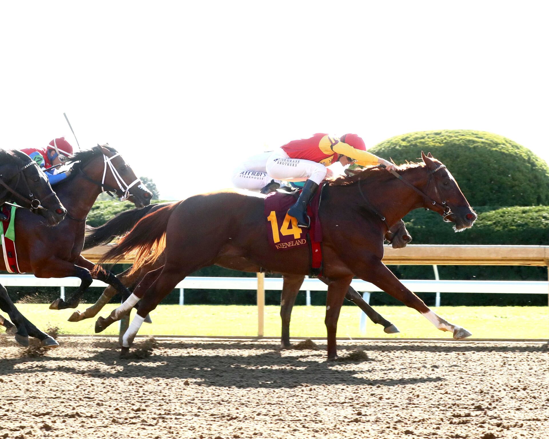Brunacini, horse, Dortmund, Perryville Stakes, sábado, 19 de octubre de 2024, Keeneland. Foto: Coady Media