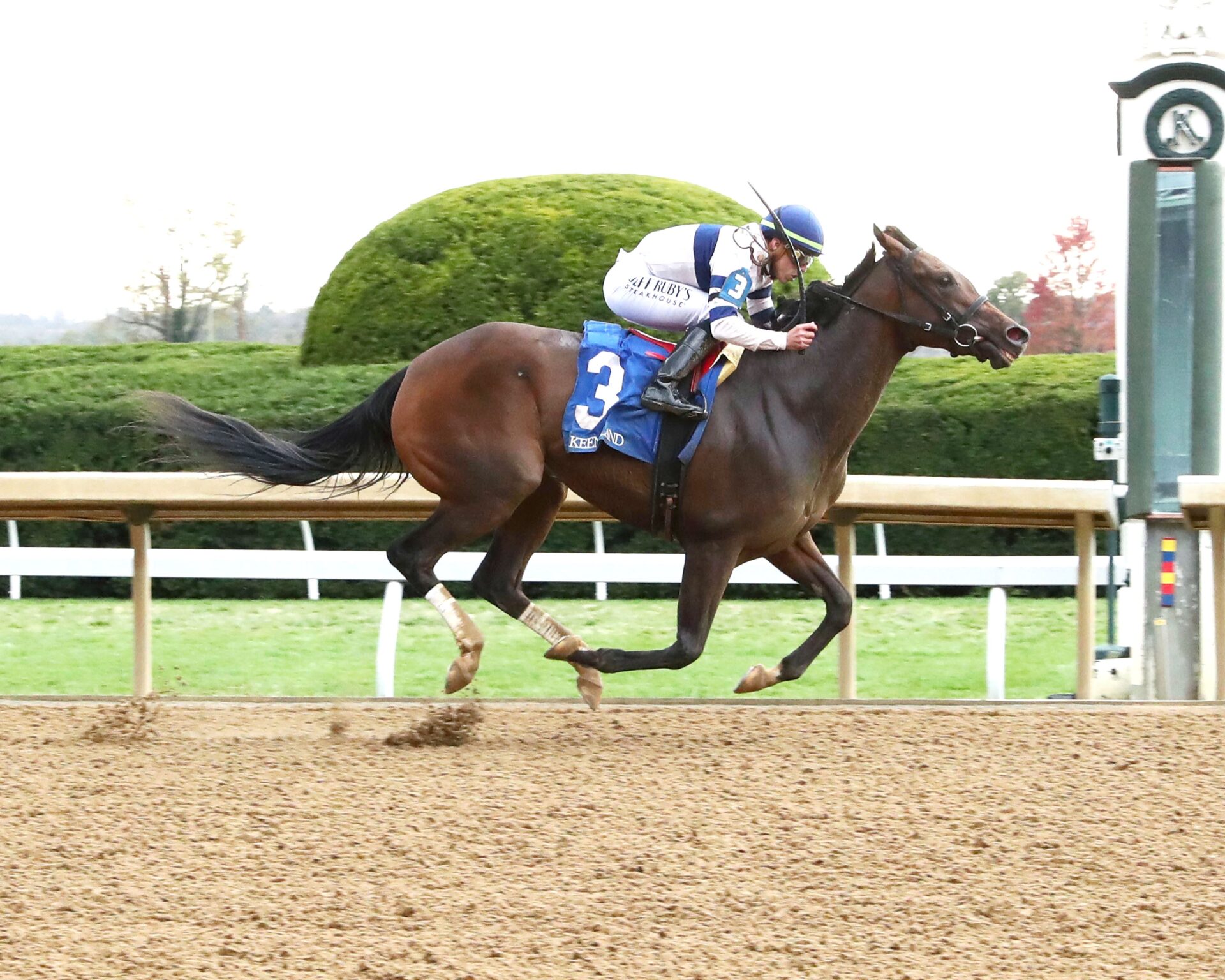 Echo Sound, horse, Echo Town, Myrtlewood Stakes, viernes, 25 de octubre de 2024, Keeneland. Foto: Coady Media