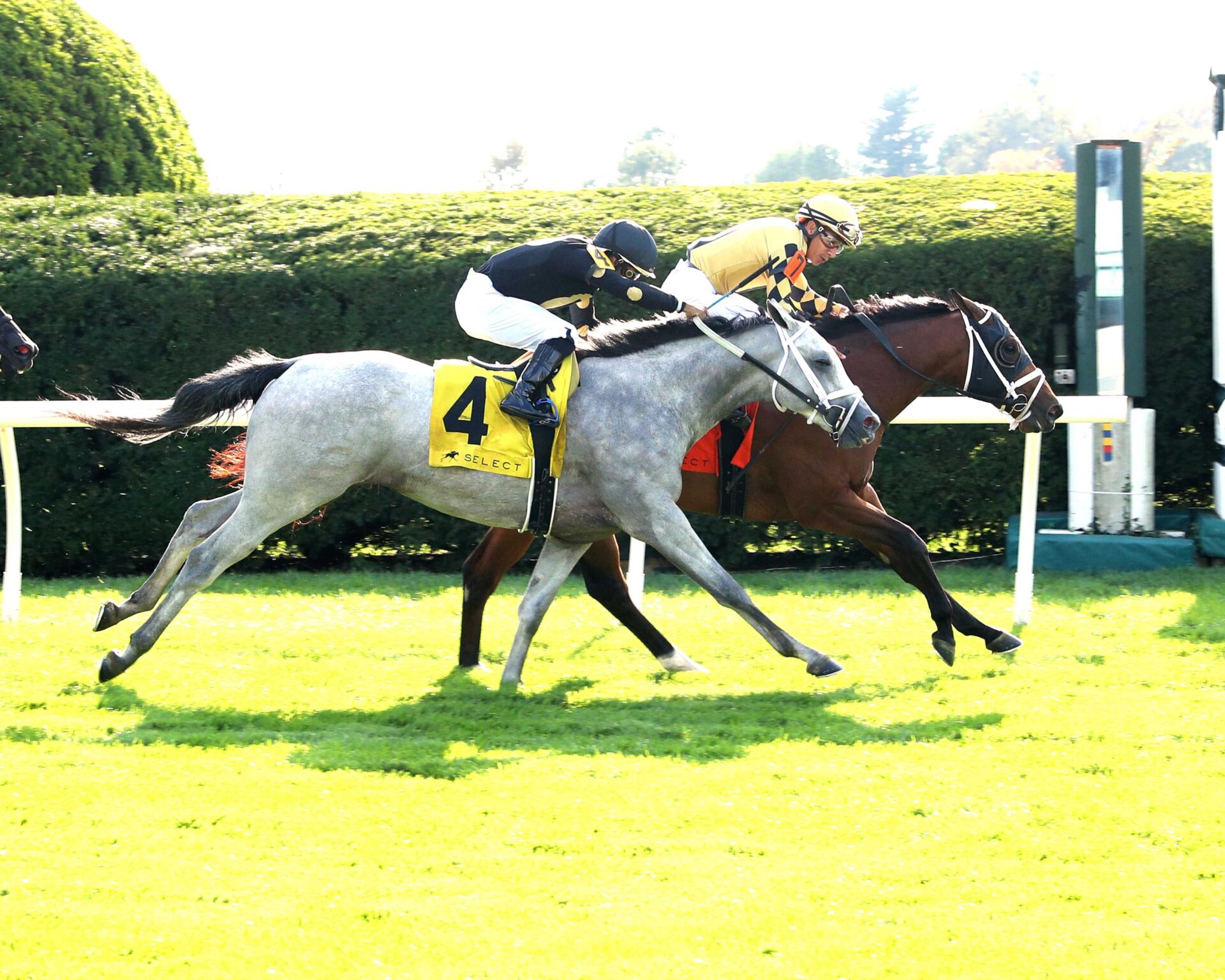 Governor Sam, horses, Improbable, Indian Summer Stakes, domingo, 6 de octubre de 2024, Keeneland. Foto: Coady Media