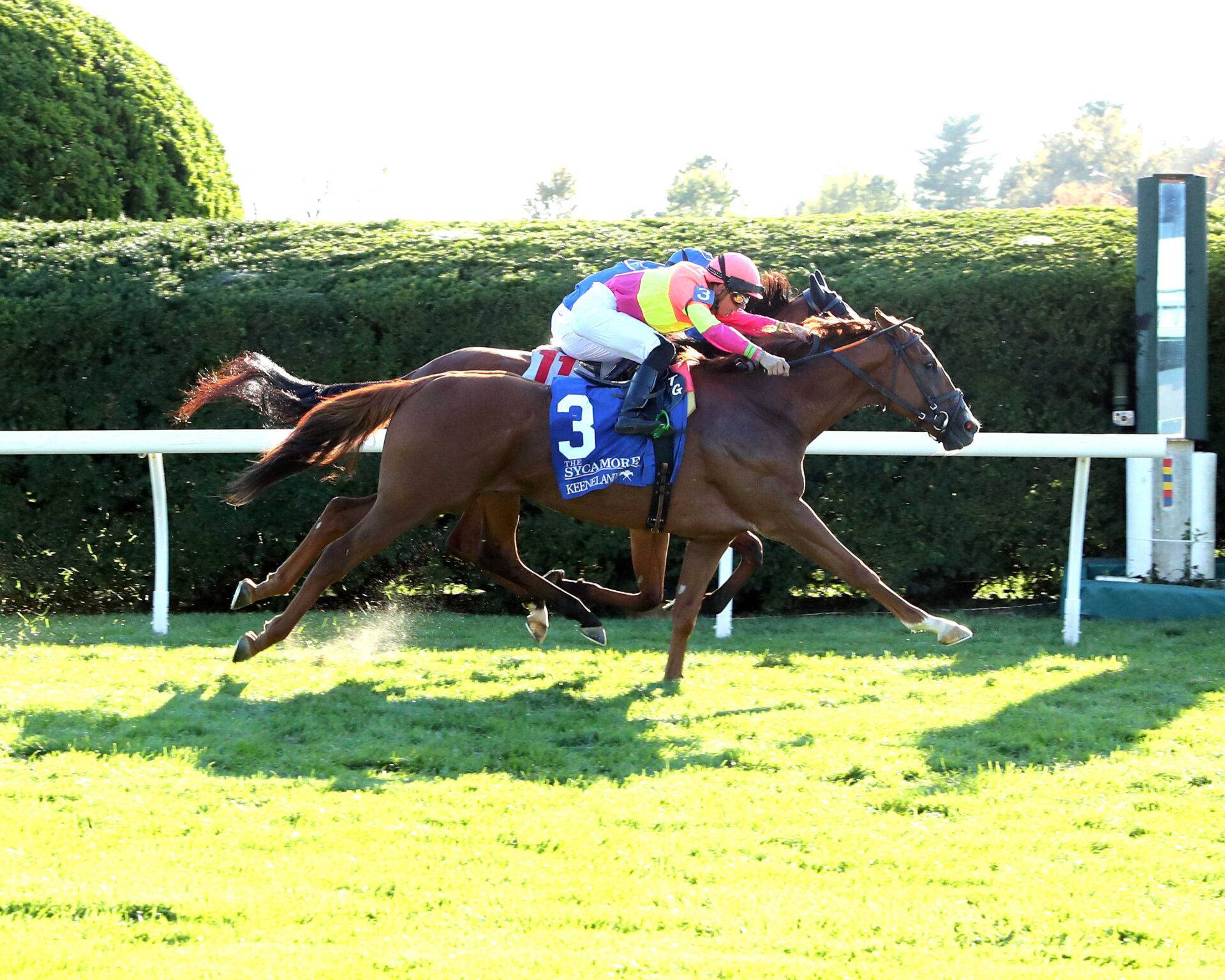 Highway Robber, horse, Hard Spun, Sycamore Stakes, viernes, 11 de octubre de 2024, Keeneland. Foto: Coady Media