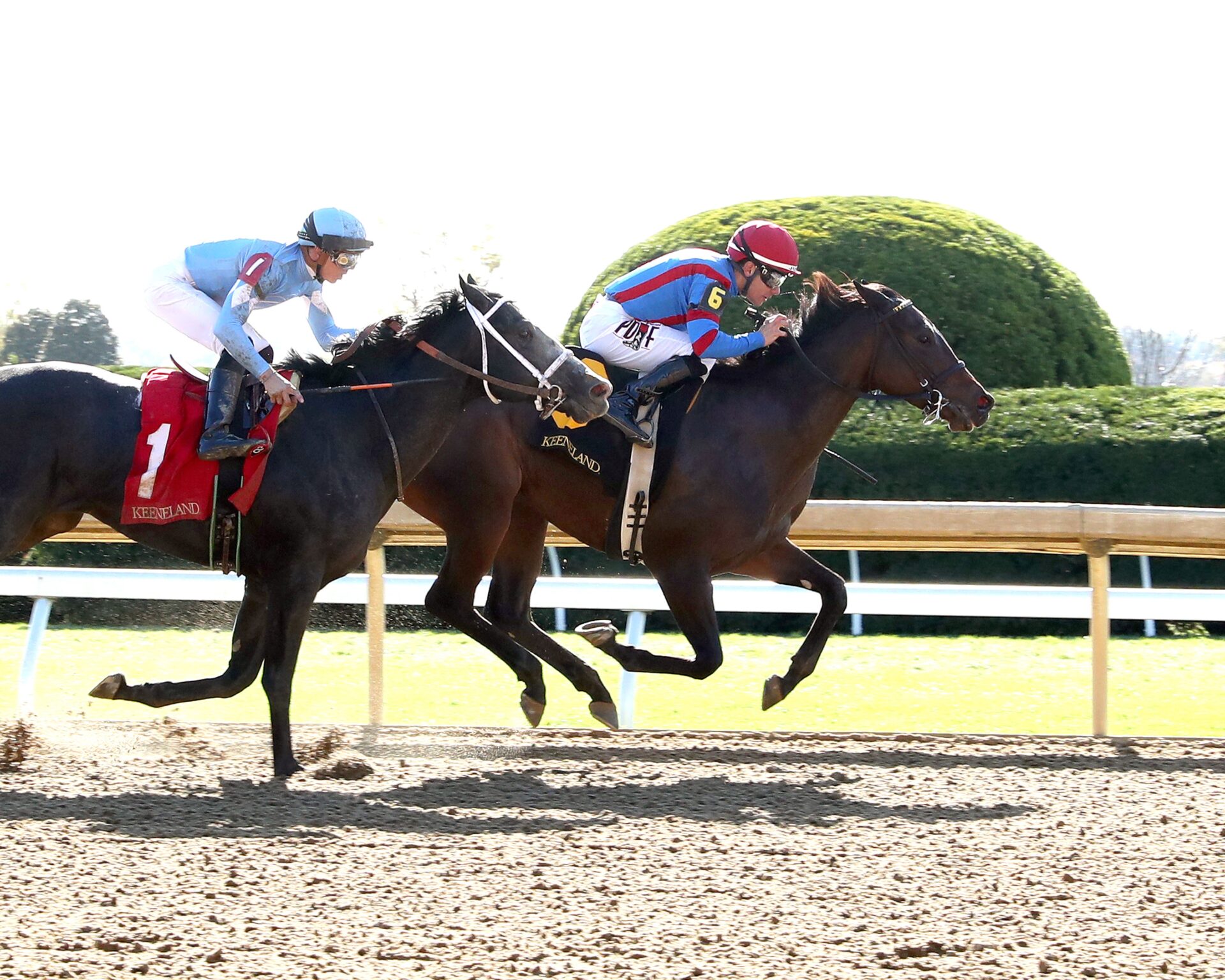 Long Neck Paula, horse, Uncle Mo, Bowman Mill Stakes, sábado, 26 de octubre de 2024, Keeneland. Foto: Coady Media