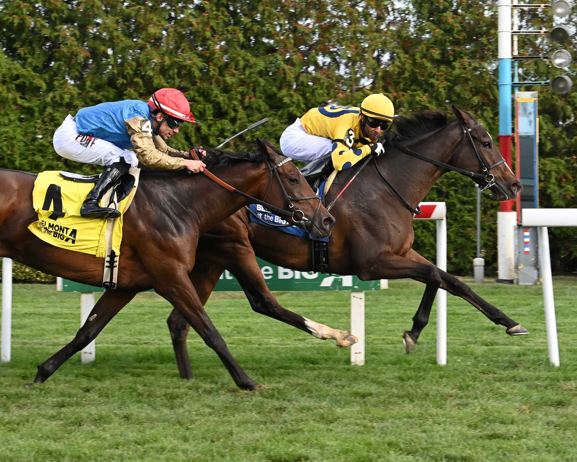 La Mehana, horse, Al Wukair, Waya Stakes, viernes, 4 de octubre de 2024, Belmont At The Big A. Foto: Coglaniese Photo & Susie Raisher