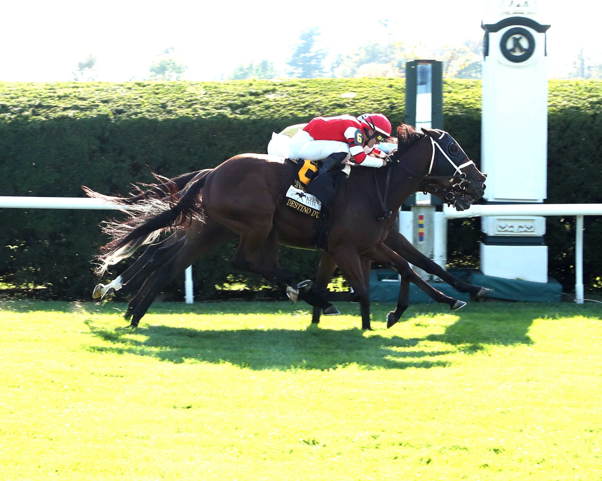 May Day Ready, horse, Tapit, Keeneland Sales Jessamine Stakes, viernes, 4 de octubre de 2024, Keeneland. Foto: Coady Media