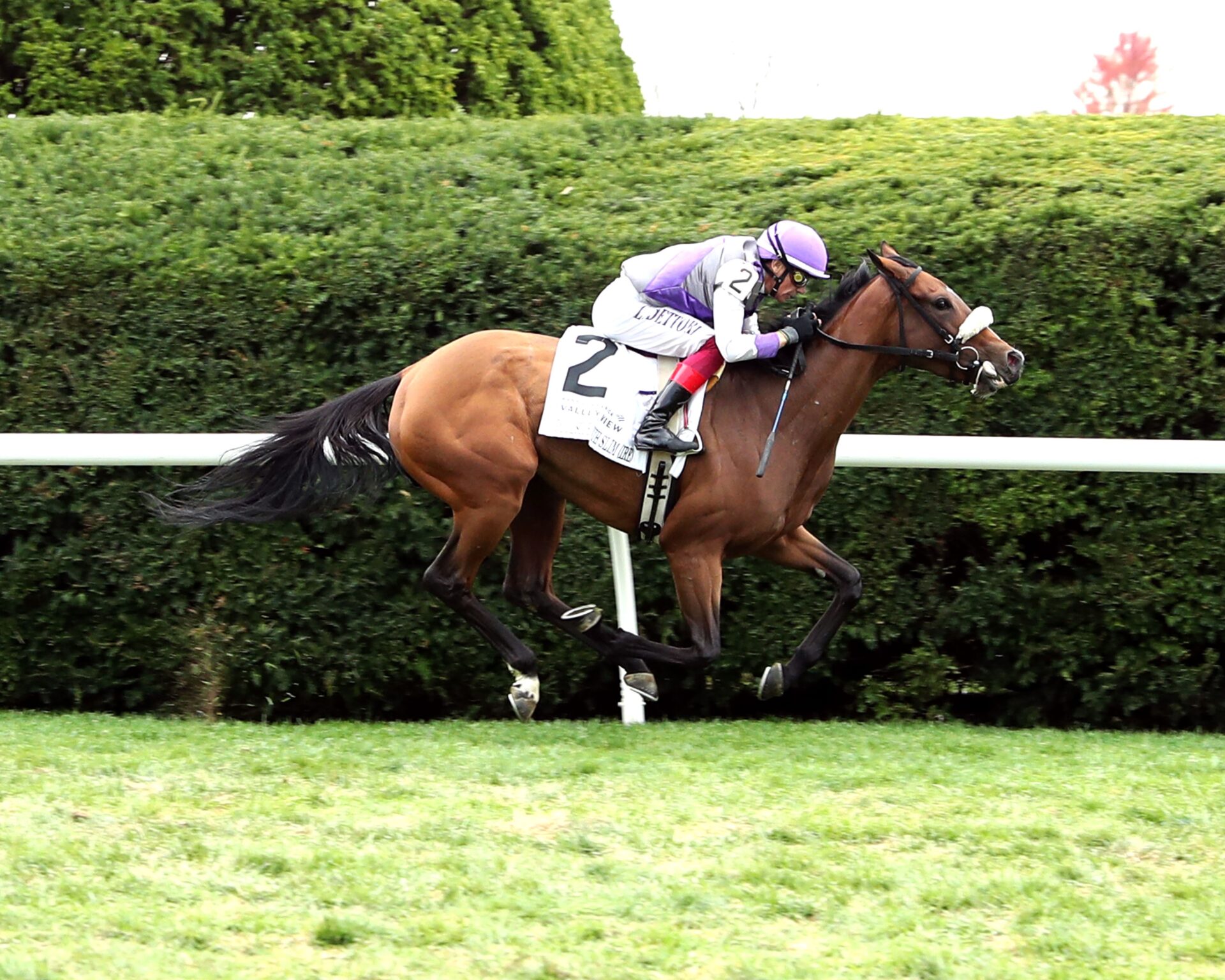 Poolside With Slim, horse, Churchill, Bank Of America Valley View Stakes, viernes, 25 de octubre de 2024, Keeneland. Foto: Coady Media