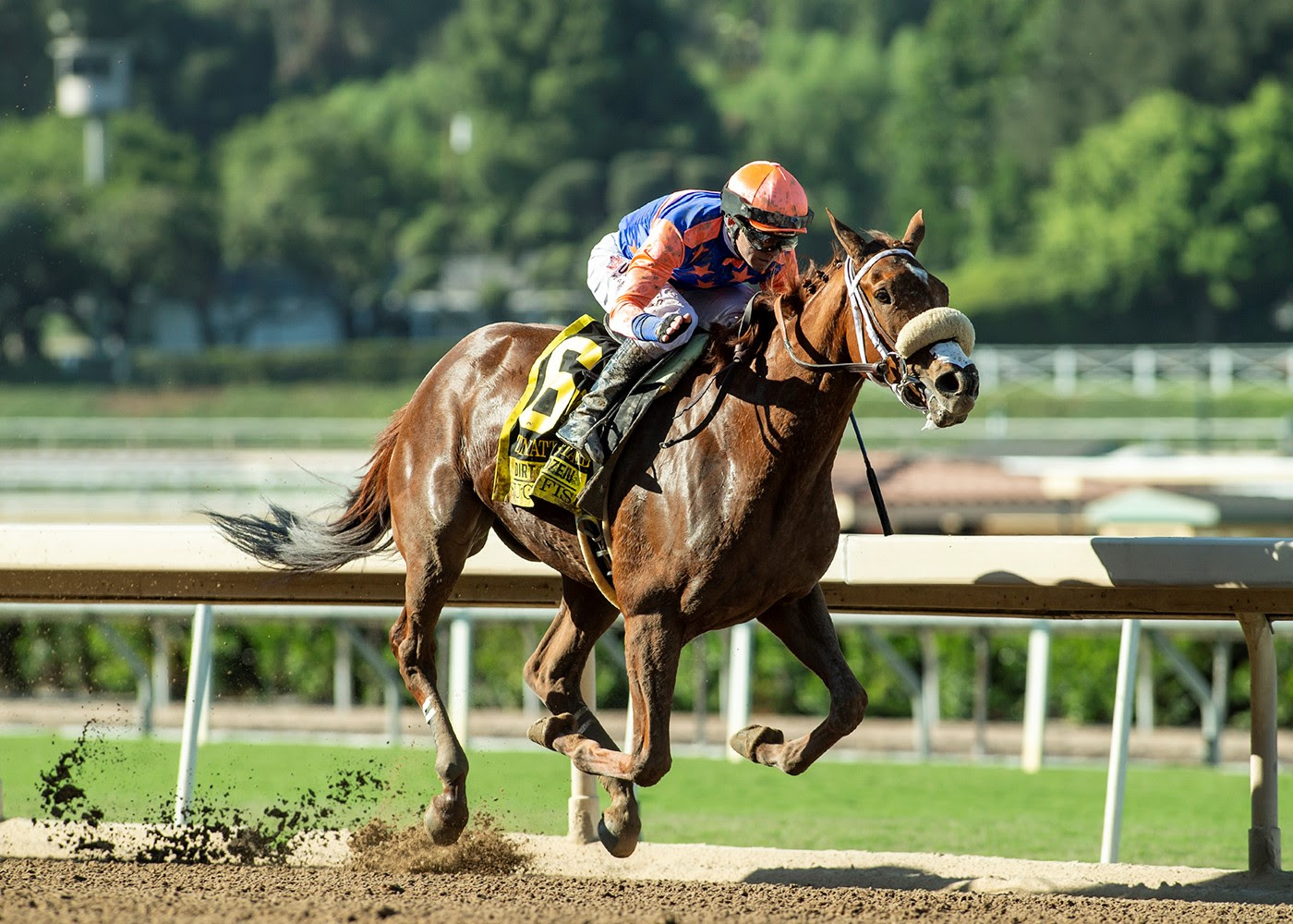 Sugar Fish, Horses, Accelerate, Zenyatta Stakes, domingo, 29 de septiembre de 2024, Santa Anita Park. Foto: Benoit Photo