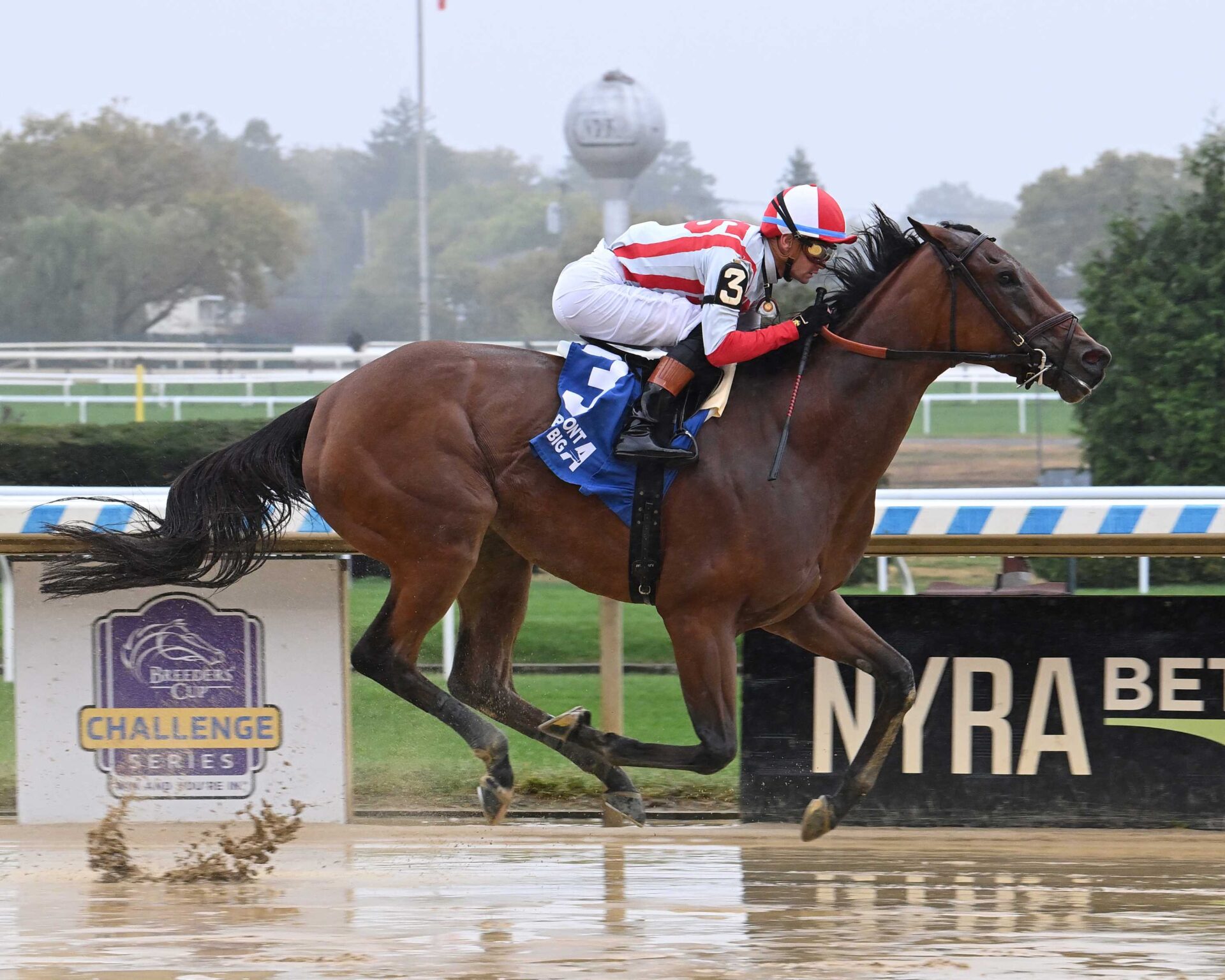 Ways And Means, horses, Klaravich Stables, domingo, 29 de septiembre de 2024, Belmont At The Big A. Foto: Coglaniese Photo & Susie Raisher
