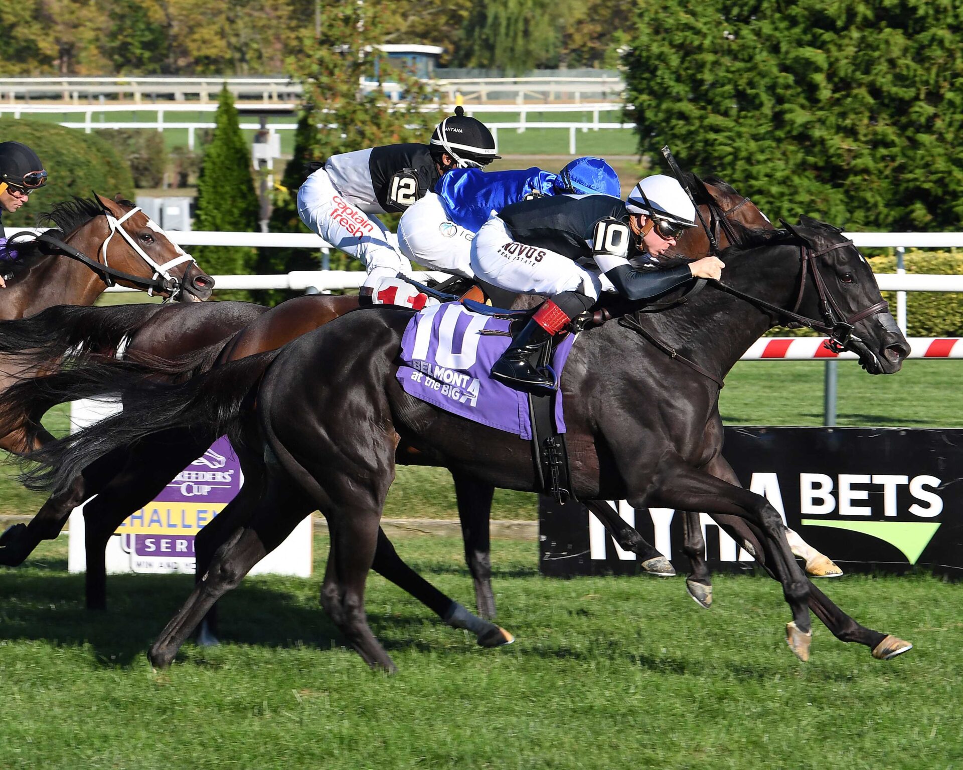 Abientot, horse, Not This Time, Matron Stakes, domingo, 6 de octubre de 2024, Aqueduct. Foto: Coglaniese Photo & Susie Raisher