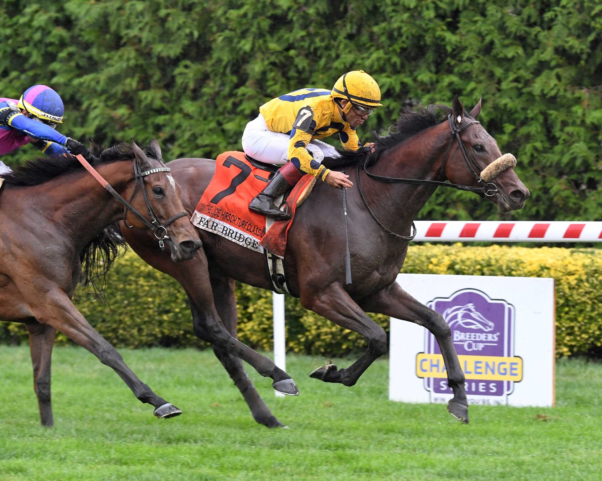 Far Bridge, horse, Calumet Farm, Joe Hirsch Turf Classic Stakes, sábado, 28 de septiembre de 2024, Belmont At The Big A. Foto: Coglaniese Photo & Susie Raisher