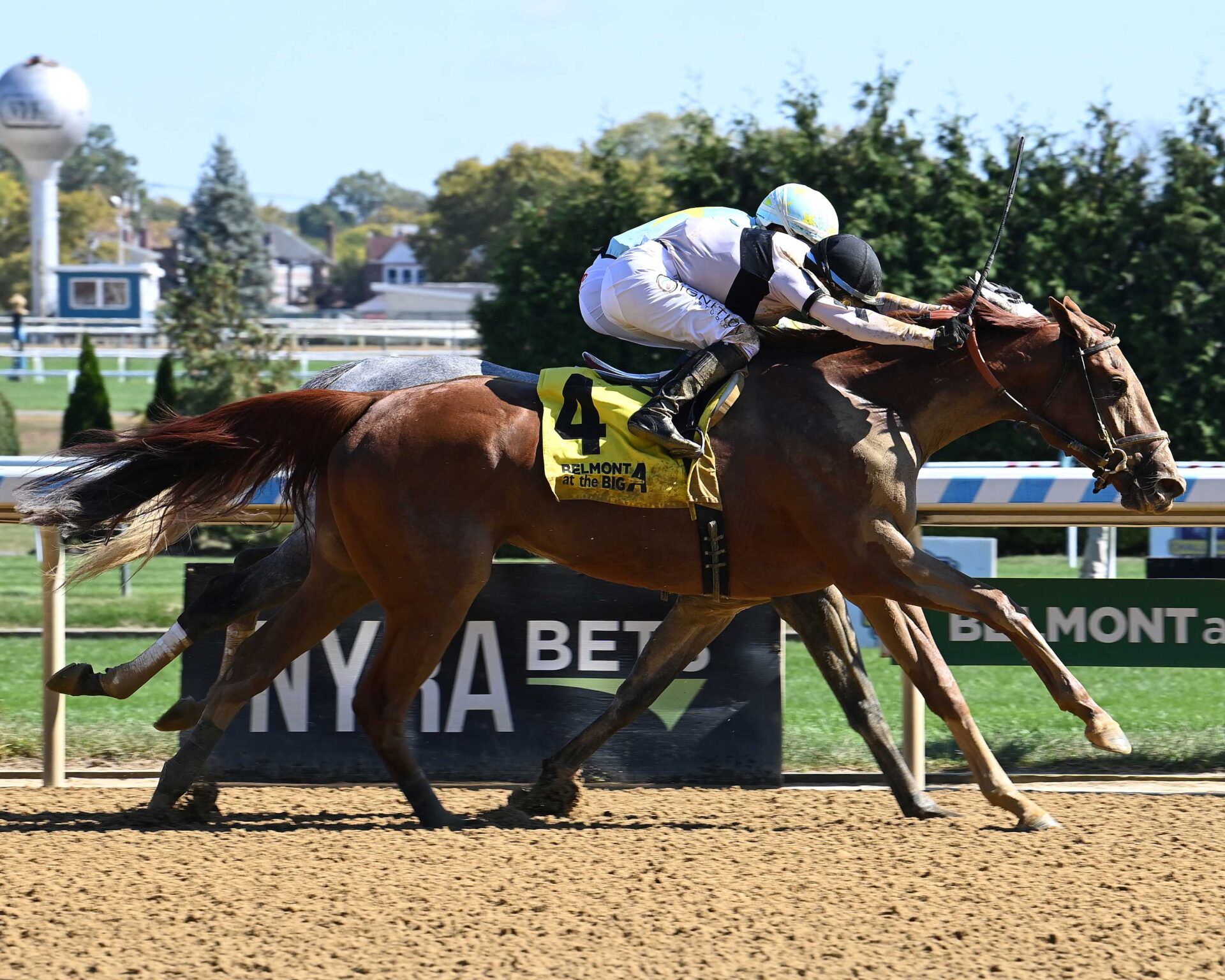 Raging Sea, horse, Alpha Delta Stables, Beldame Stakes, domingo, 6 de octubre de 2024, Aqueduct. Foto: Coglaniese Photo & Susie Raisher